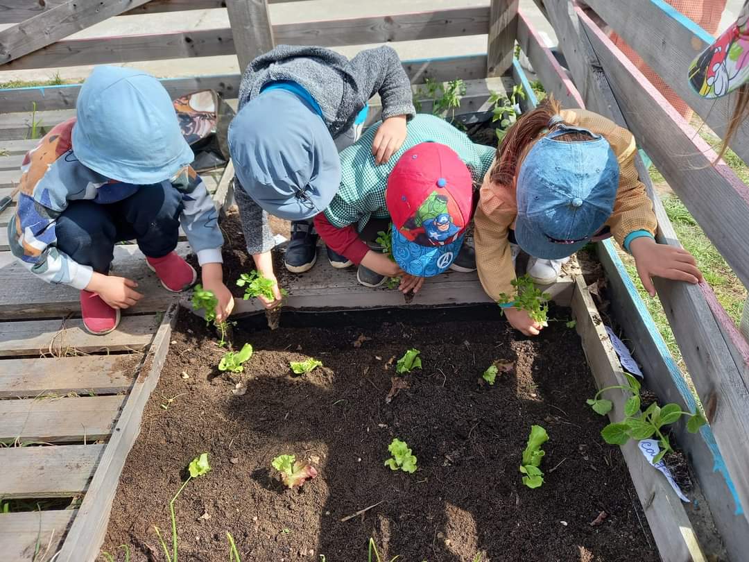 Plantamos cebolo e salsa