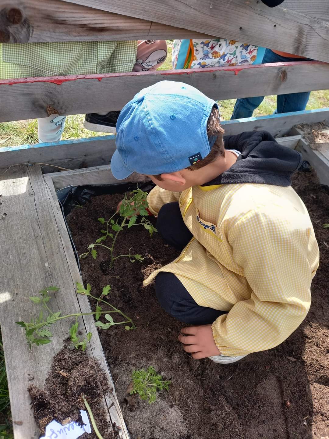 Plantamos tomateiros e outras plantas em todo o espaço de horta biológica.