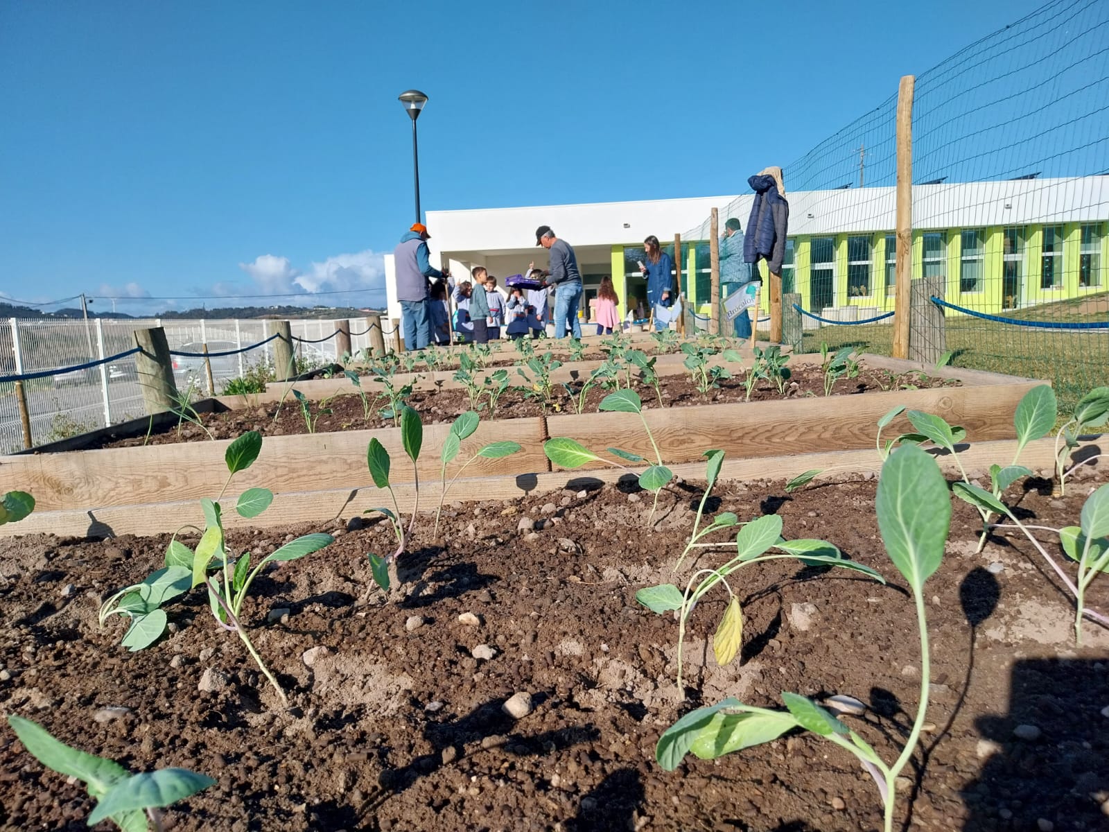 Plantação da horta (alfaces, couve lombarda, couve roxa, couve coração, brócolos, espinafres, couve portuguesa, morangos, salsa, coentros).