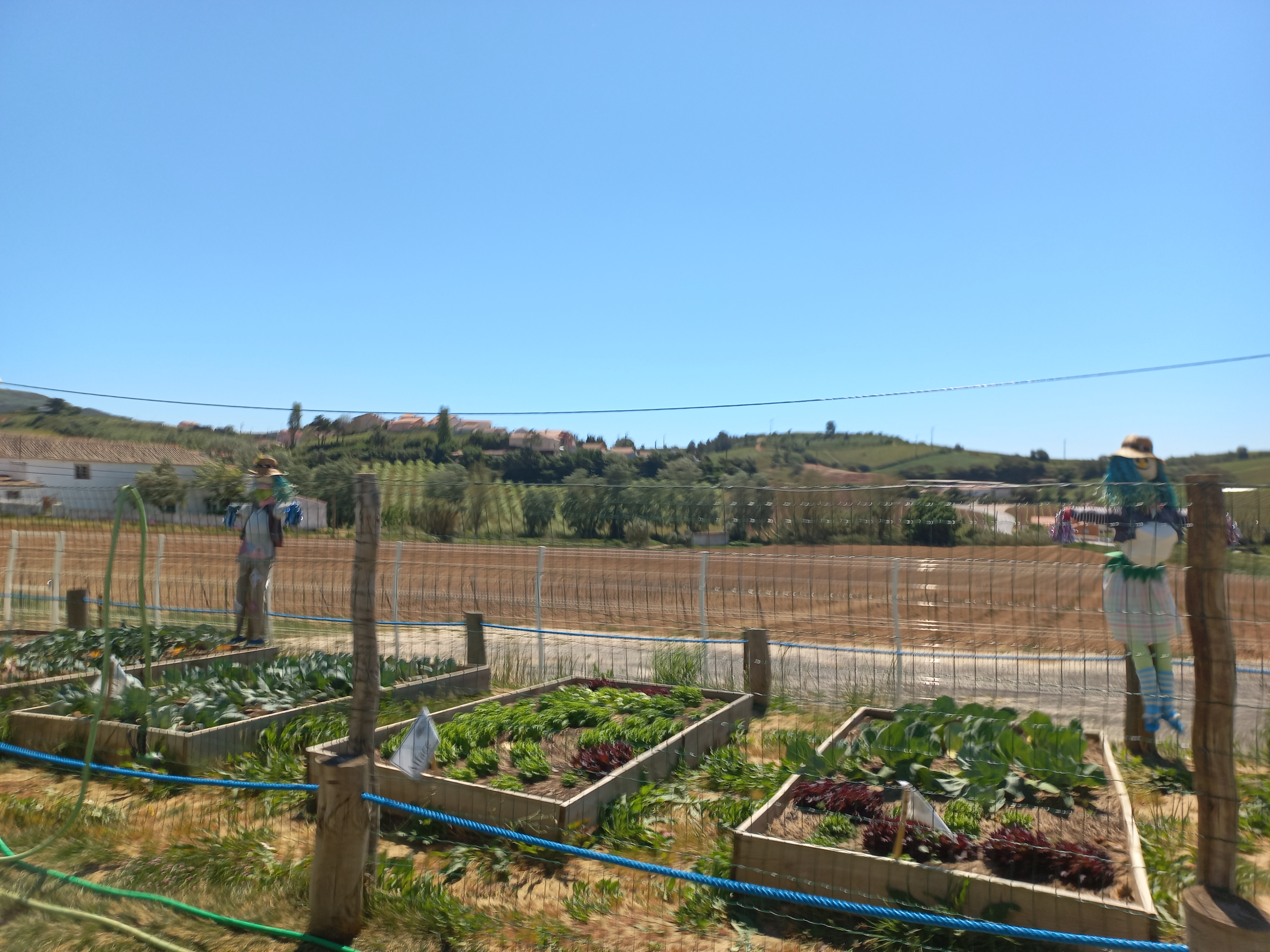 2ª Fase da horta - crescimento e apanha dos produtos