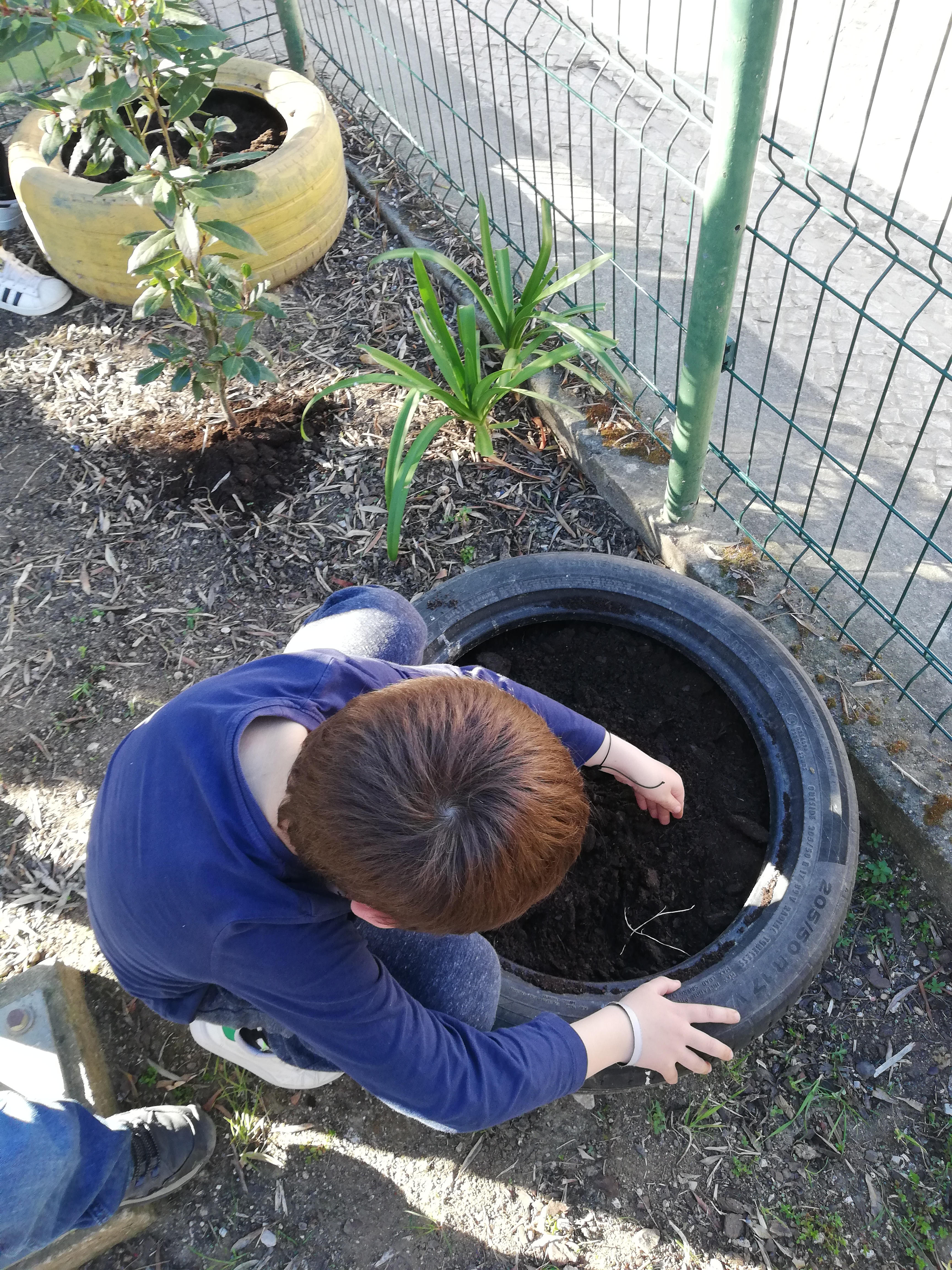 Semear as novas plantas (cenouras, ervilhas, cebolas)
