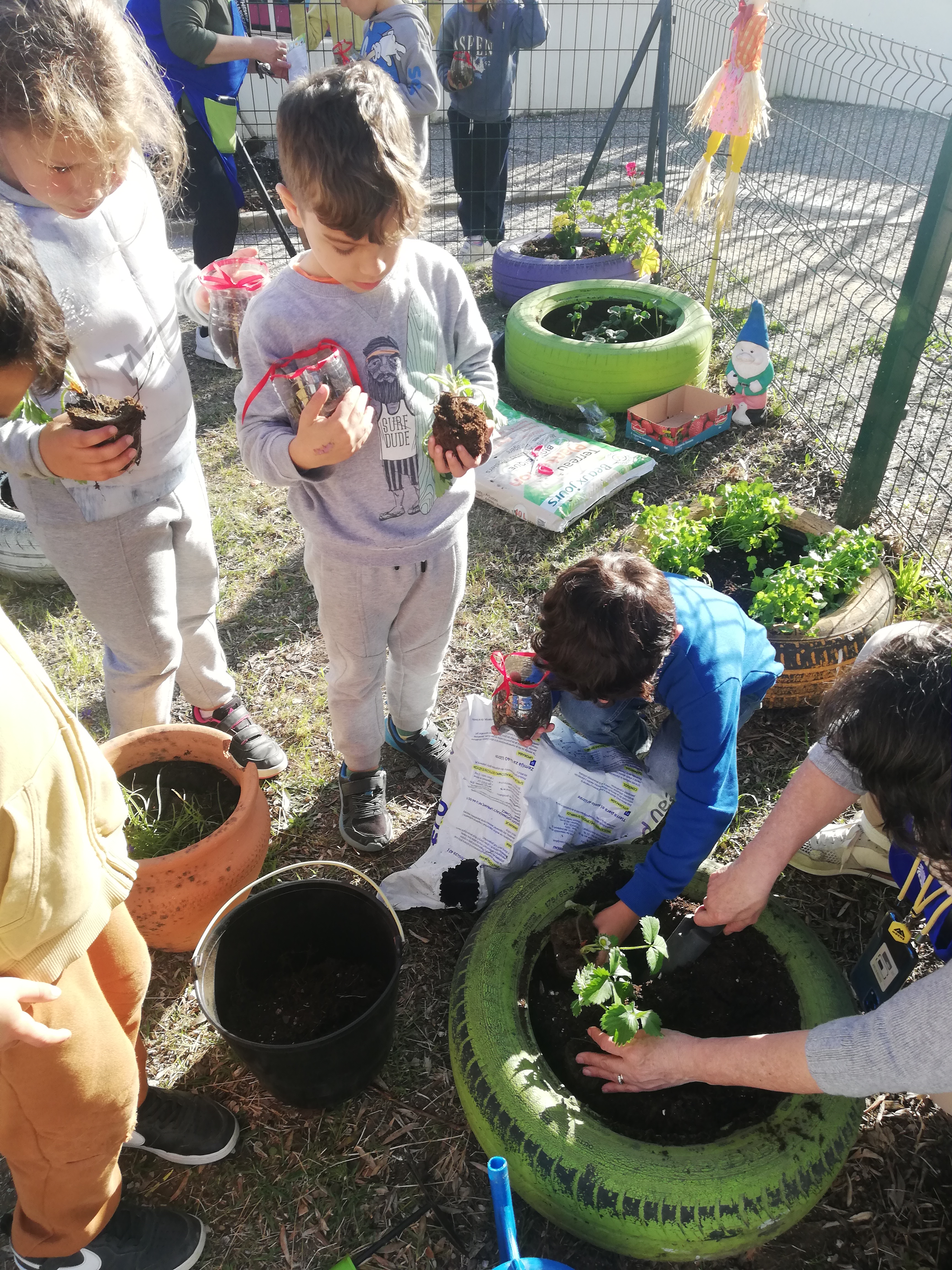 Transplantação de ervas aromáticas