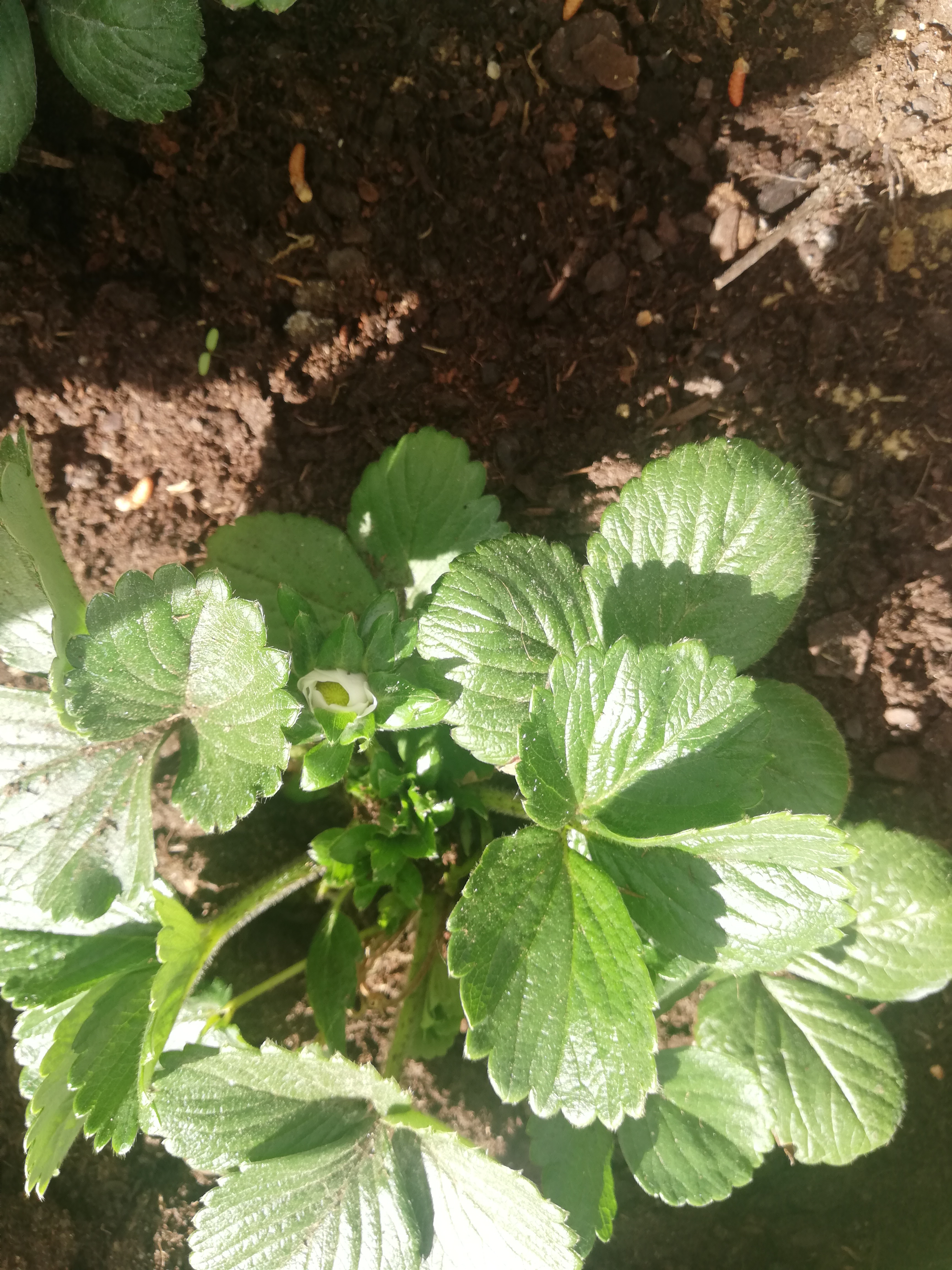 os morangueiros em flor