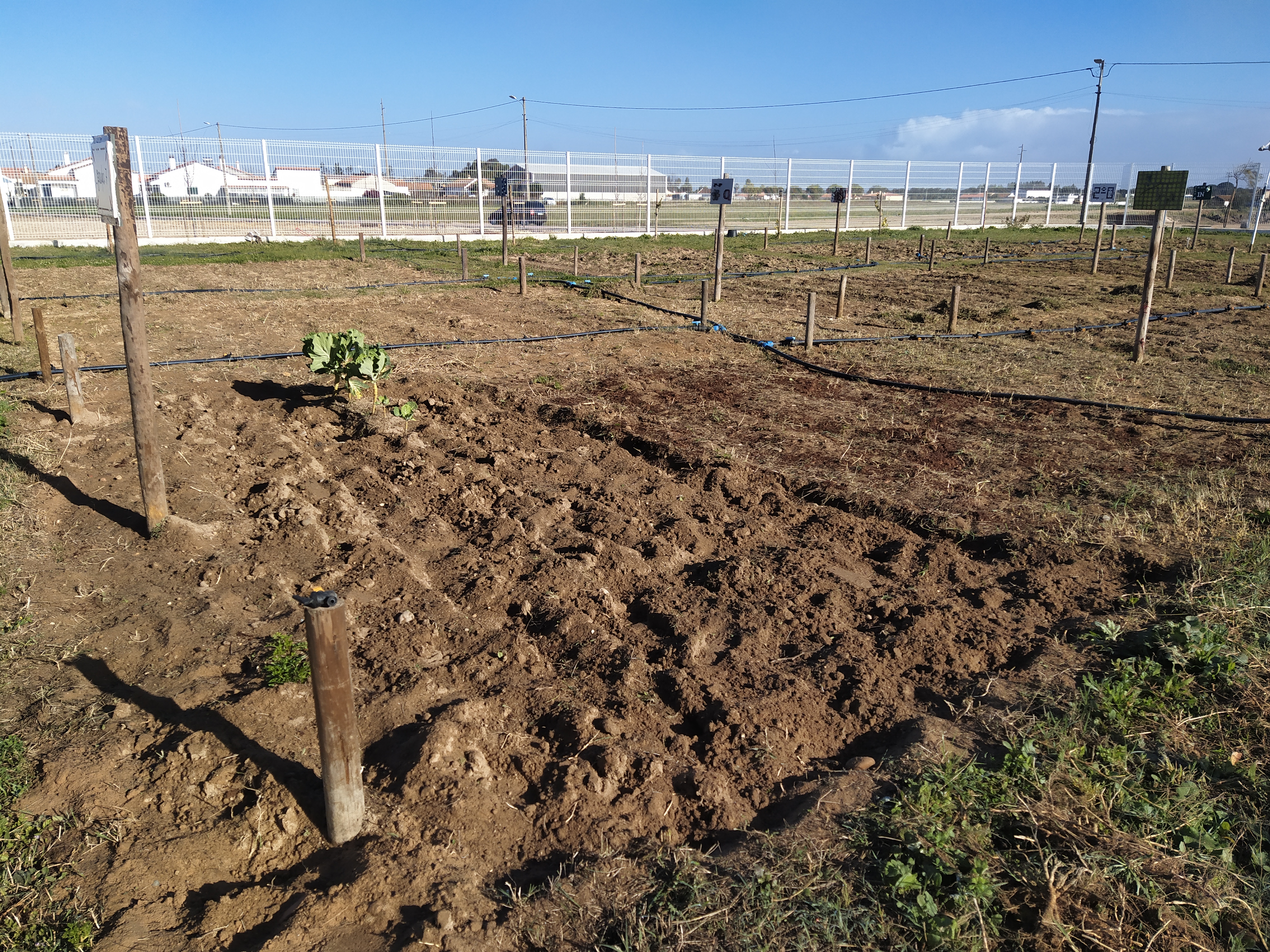 Fase inicial da preparação do terreno de cultivo.