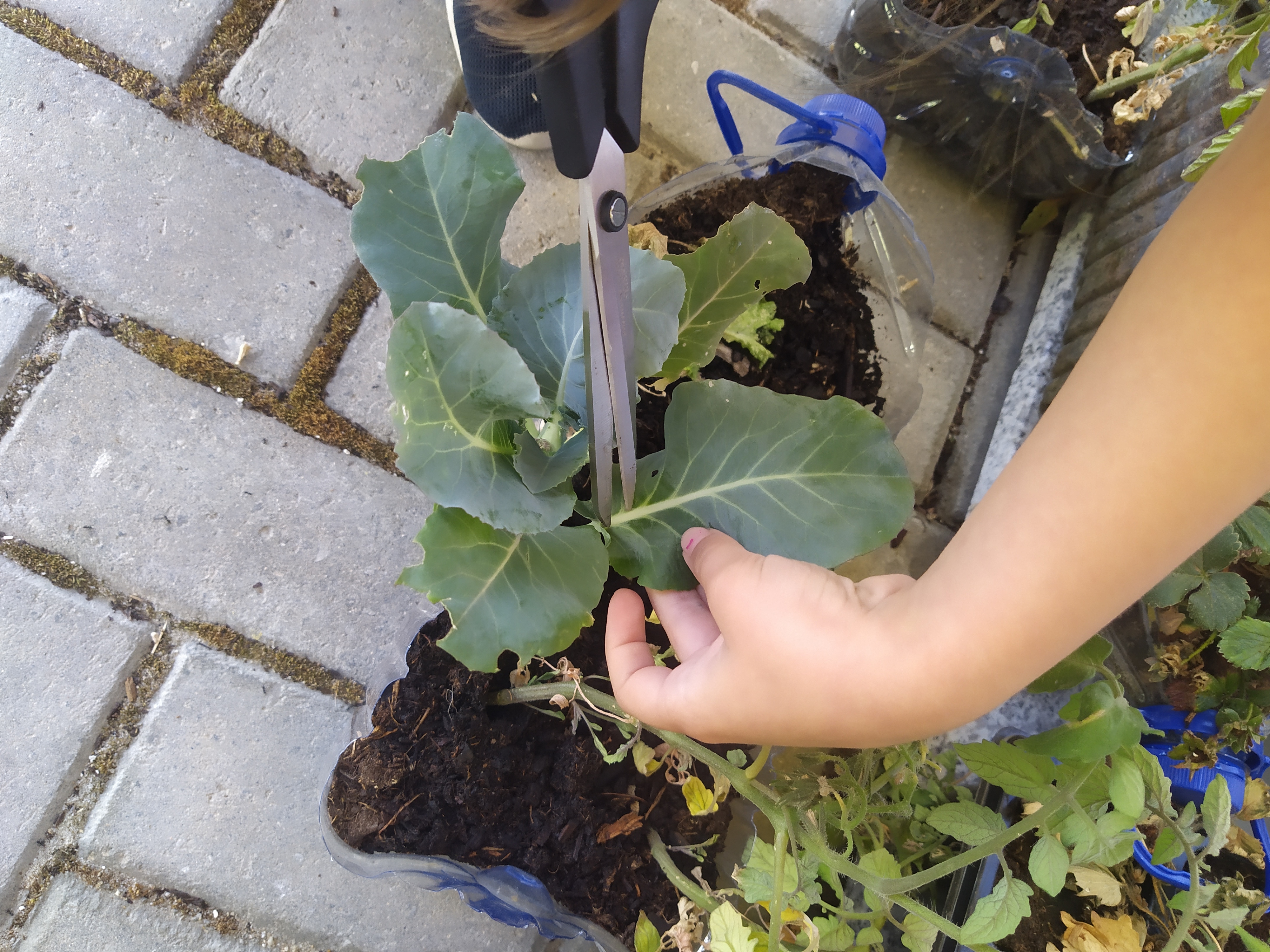 As plantinhas cresceram.