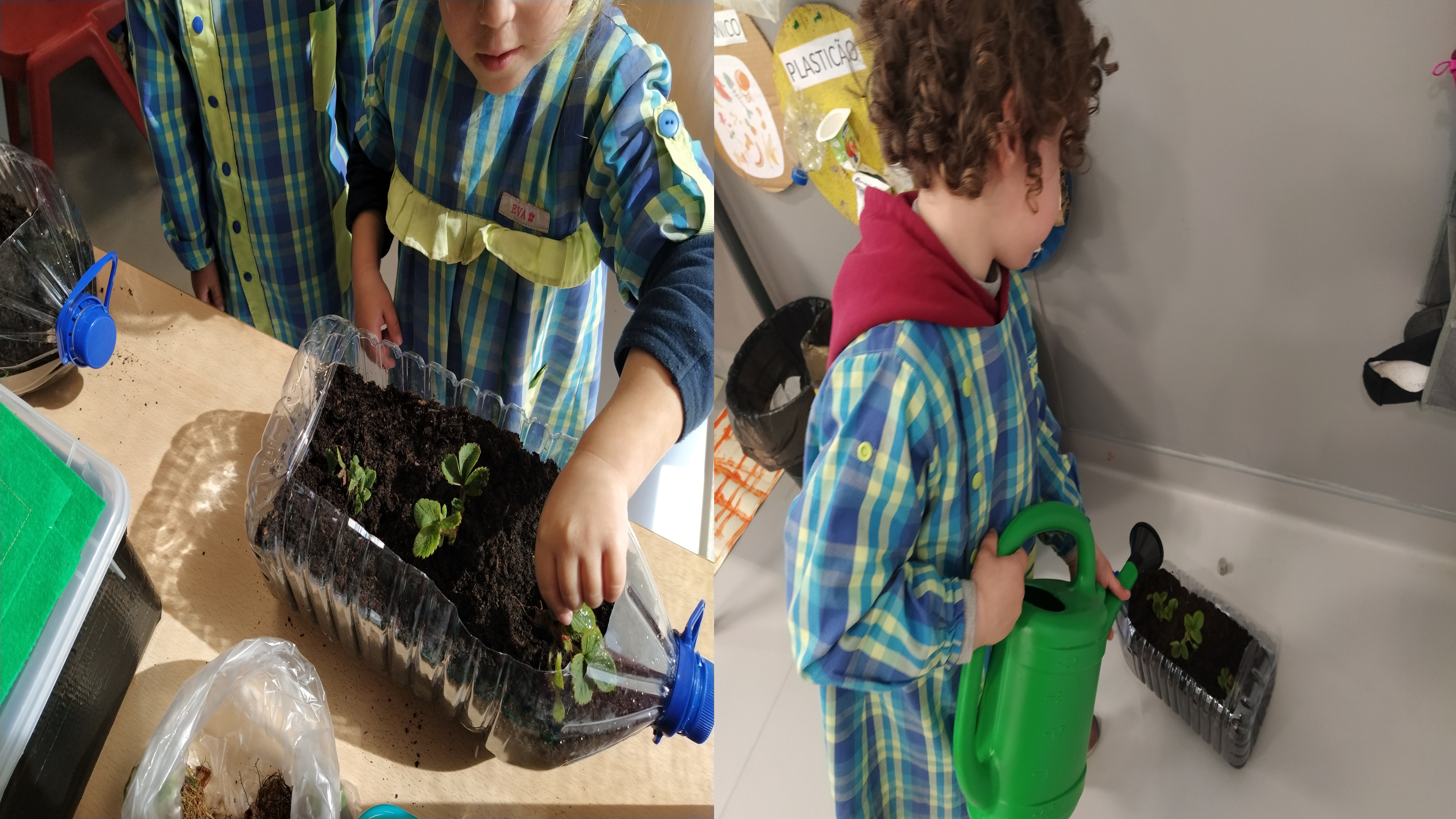 Os alunos plantaram/semearam e cuidaram de vários produtos em garrafões e outros recipientes disponíveis para o efeito.