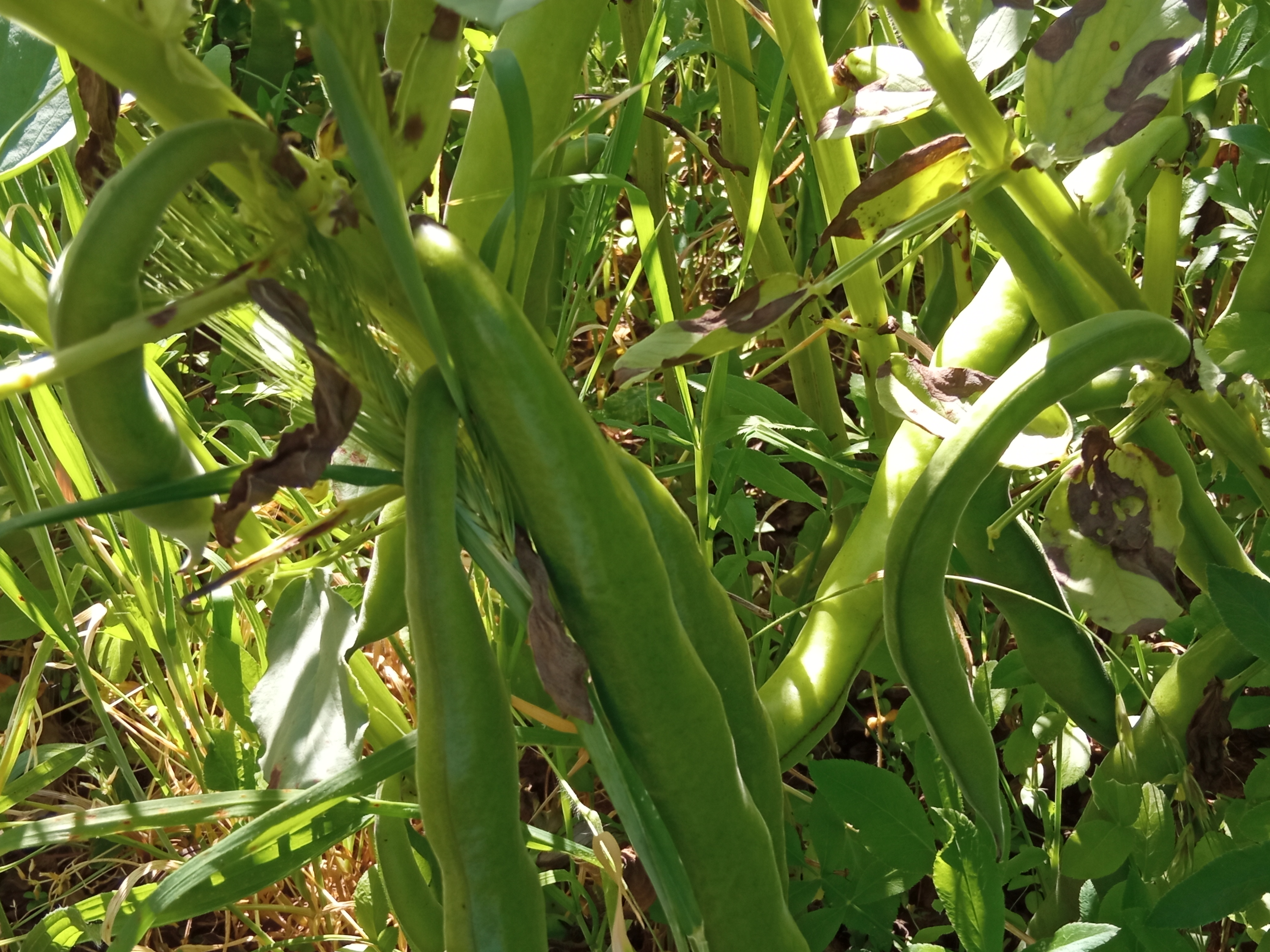 Favas em tempo de colher - pormenor
