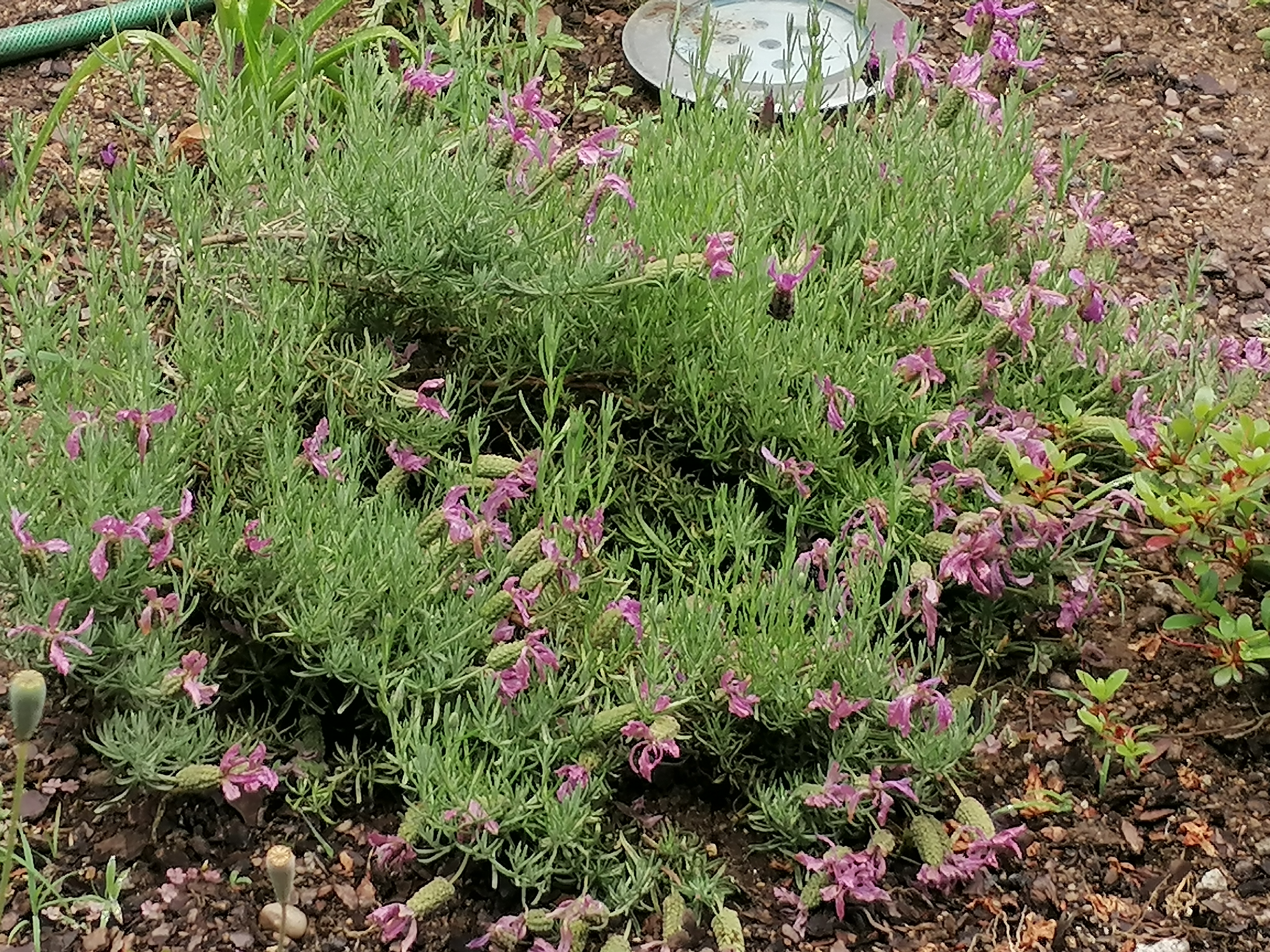 Plantas polinizadoras 1