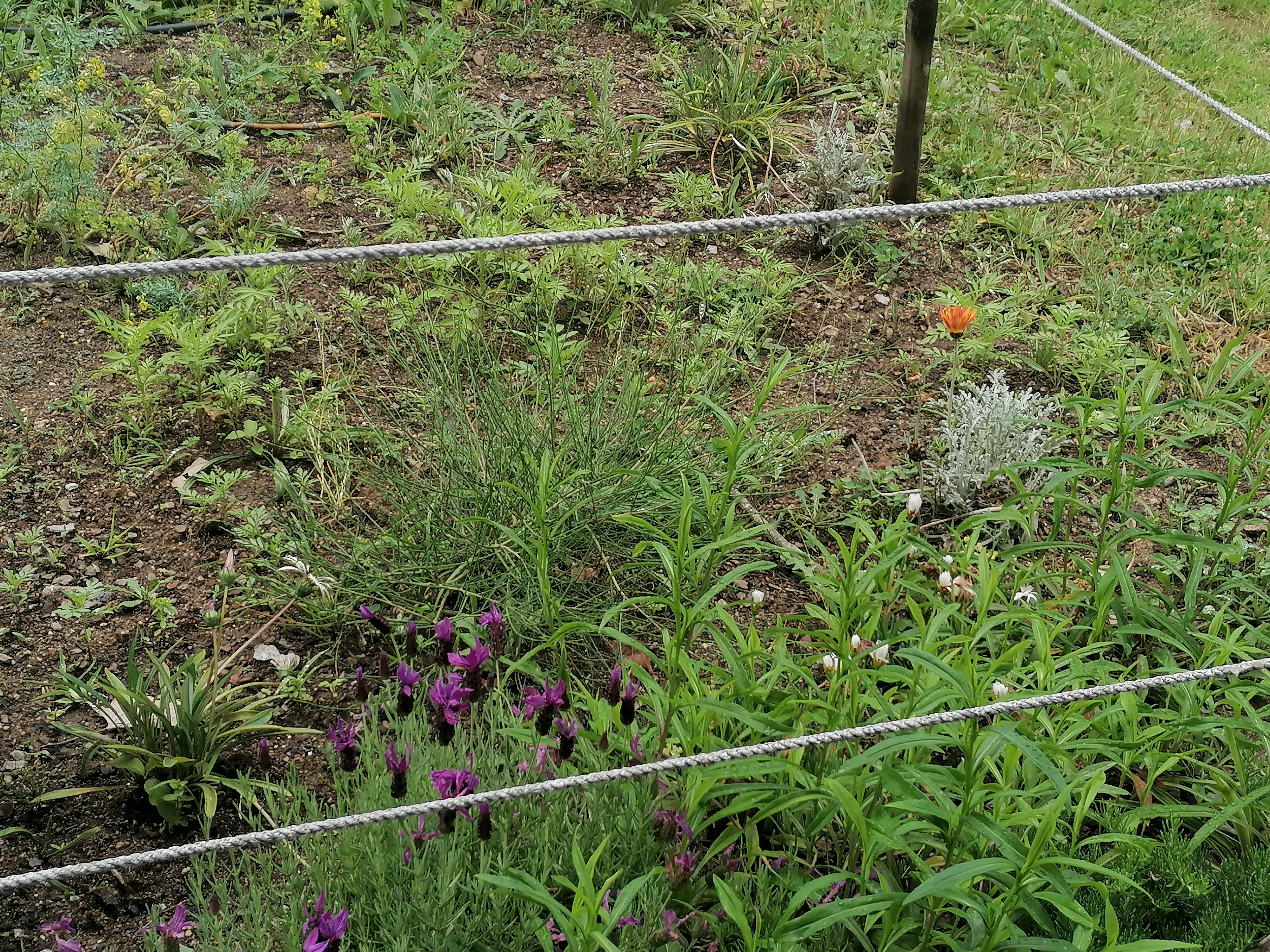 Plantas polinizadoras 4