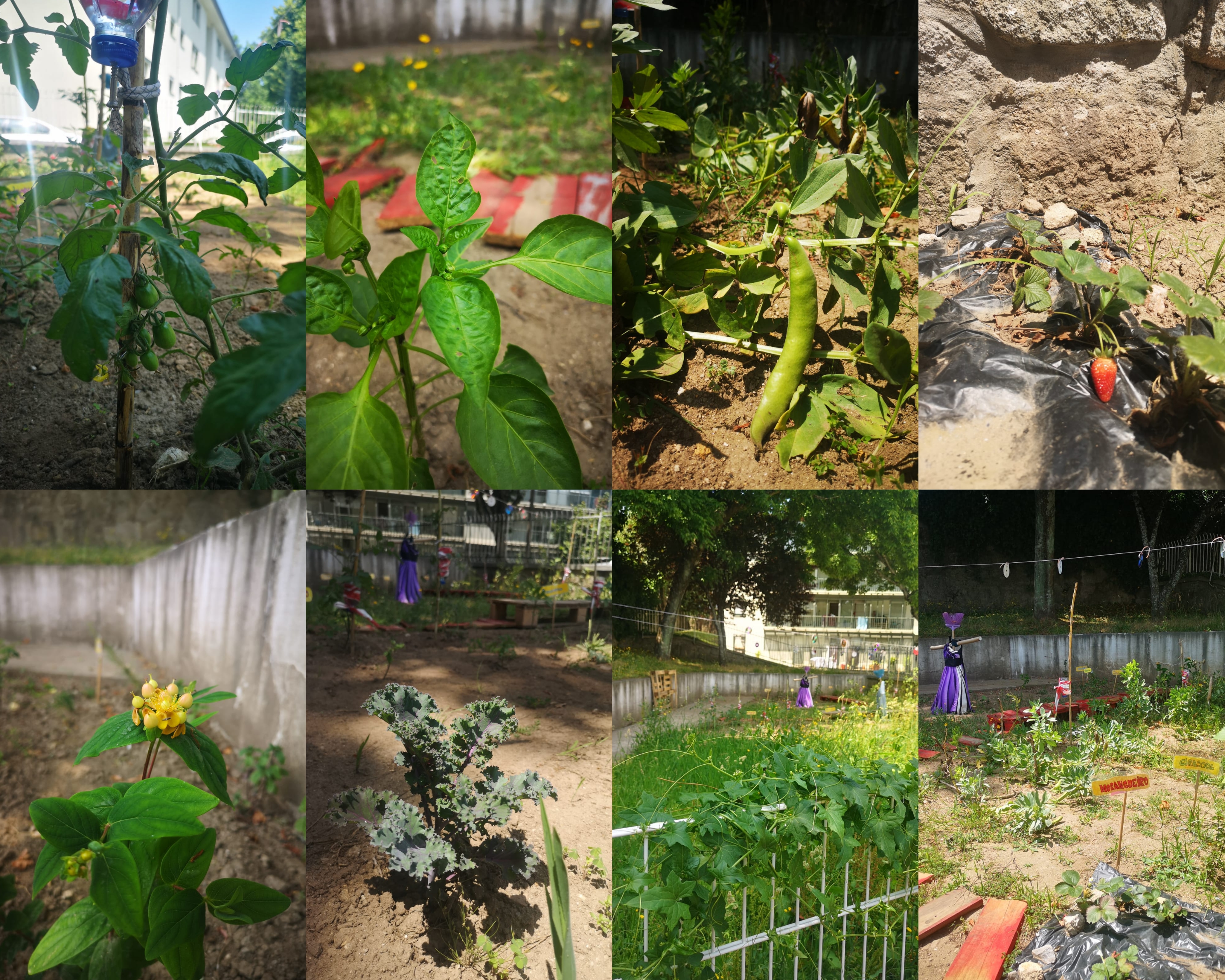 A nossa horta
