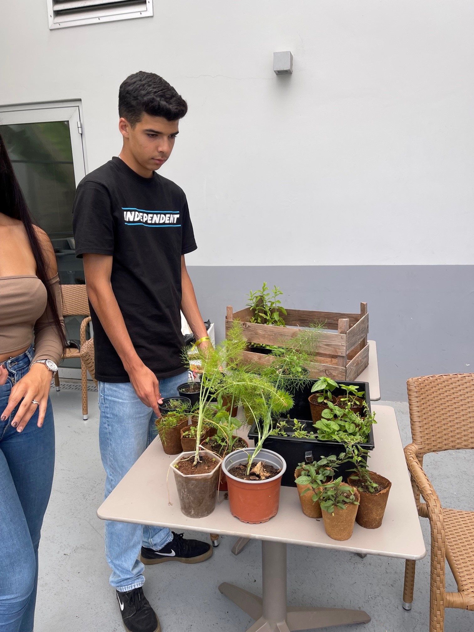 Transplantação para os canteiros.