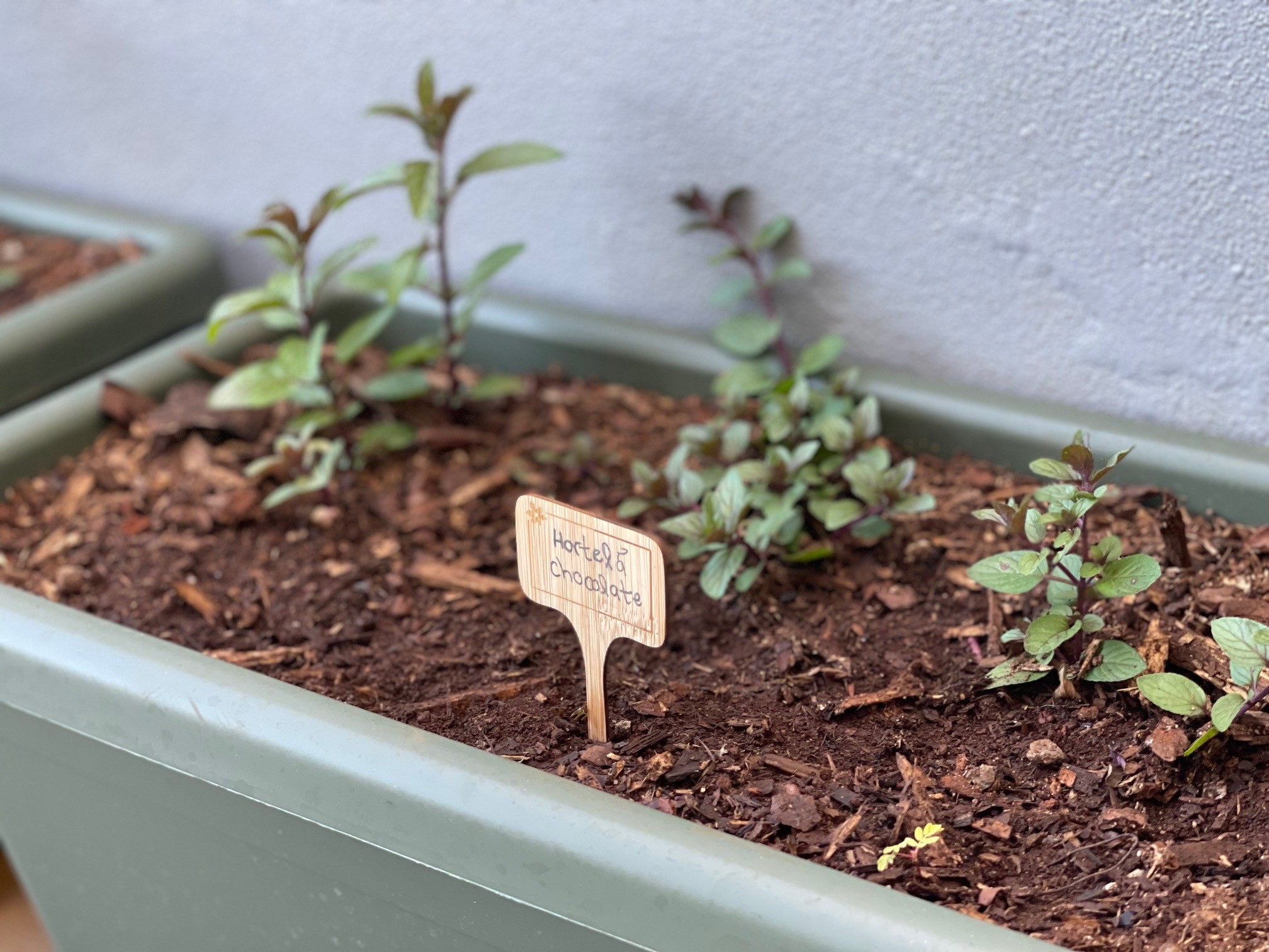 Identificação das plantas