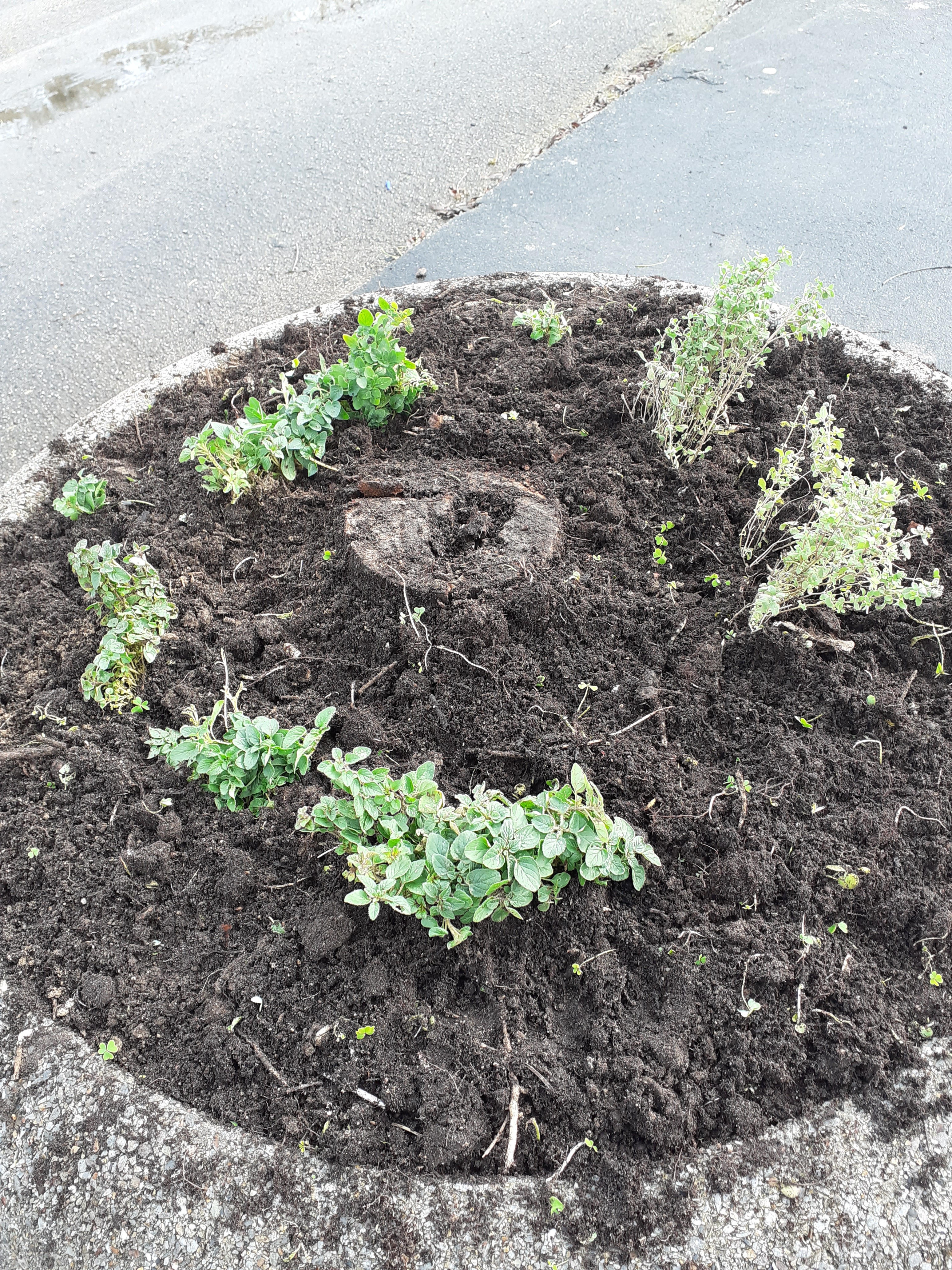 Solo arranjado e aromáticas plantadas, isto em novembro! A chuva colaborou na rega!
