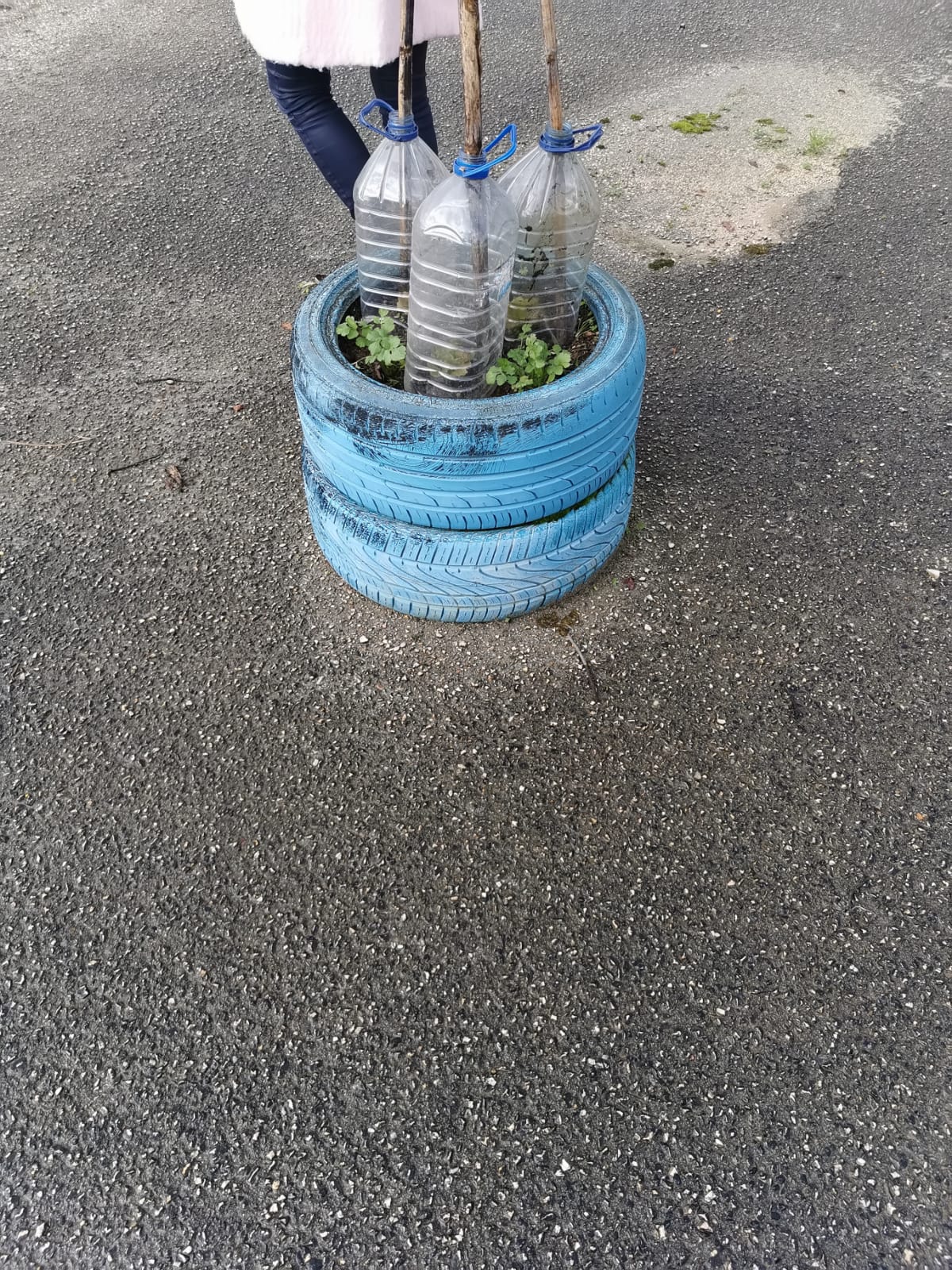 A chuva deu lugar ao frio e à geada e as nossas alfaces tiveram uma estufa adaptada ao seu tamanho!