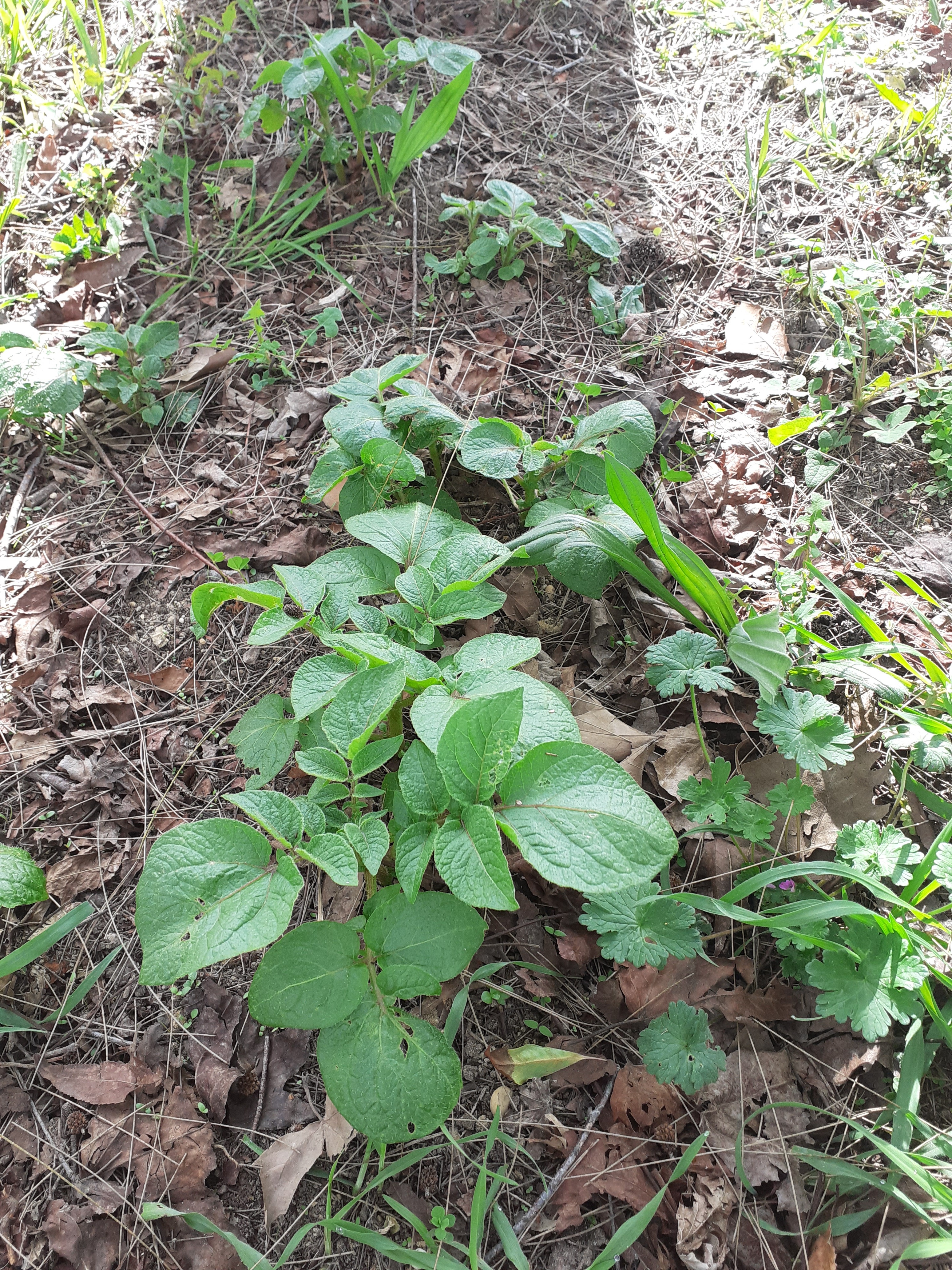 As nossas batatas, plantadas no final de janeiro, começaram a crescer!