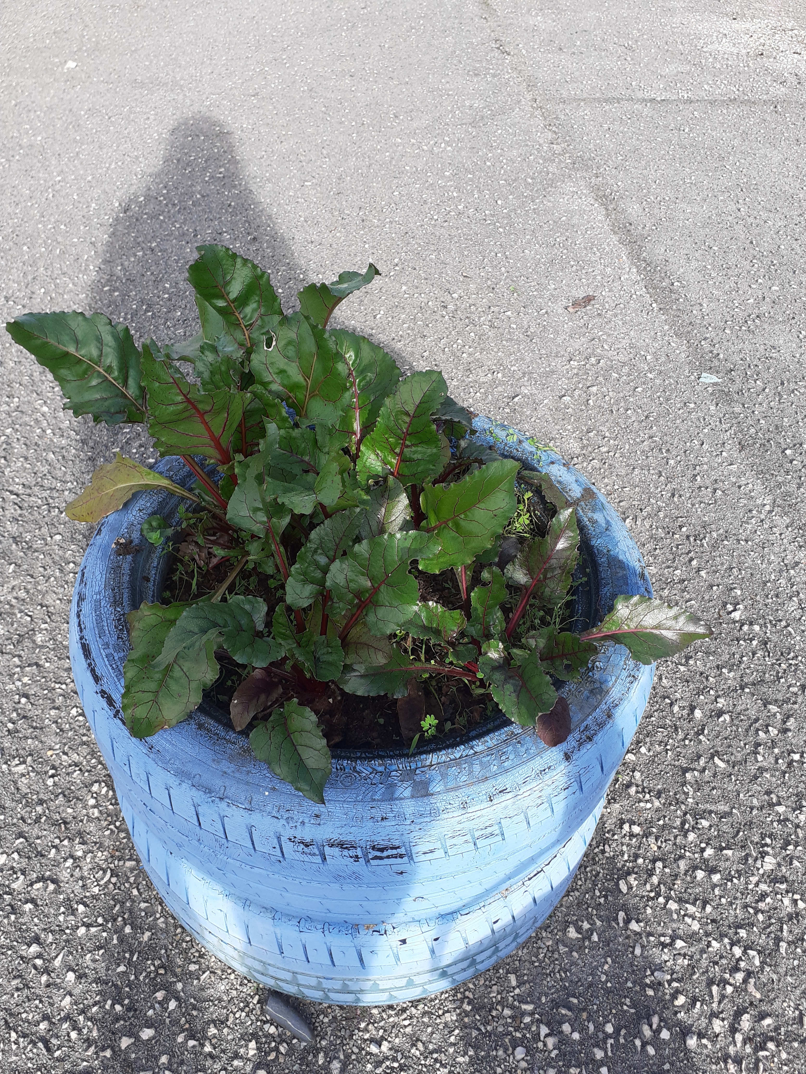 As beterrabas continuaram a aproveitar o sol quentinho da primavera e continuaram no seu processo de crescimento!