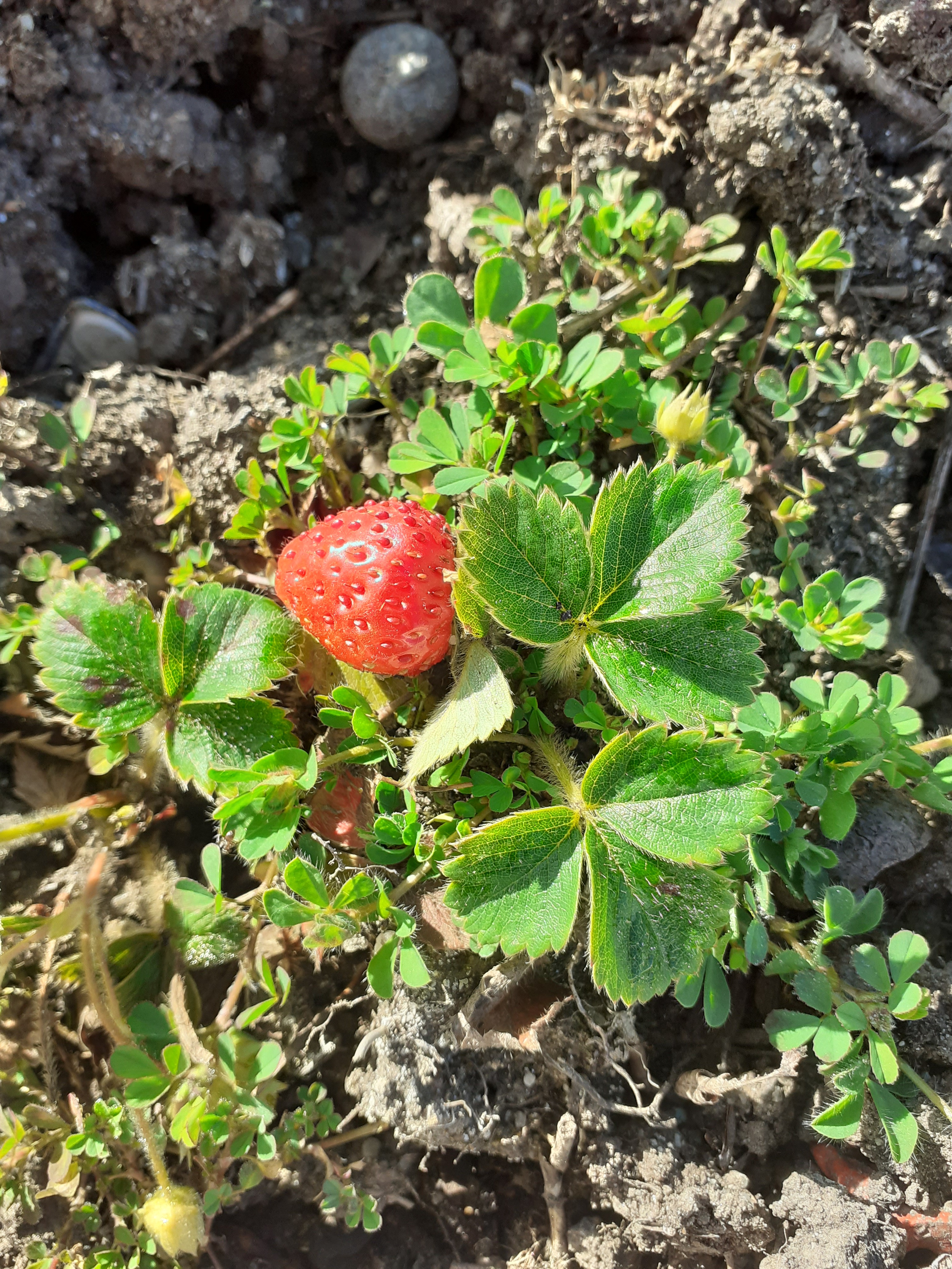 Vimos os nosso morangueiros dar frutos!