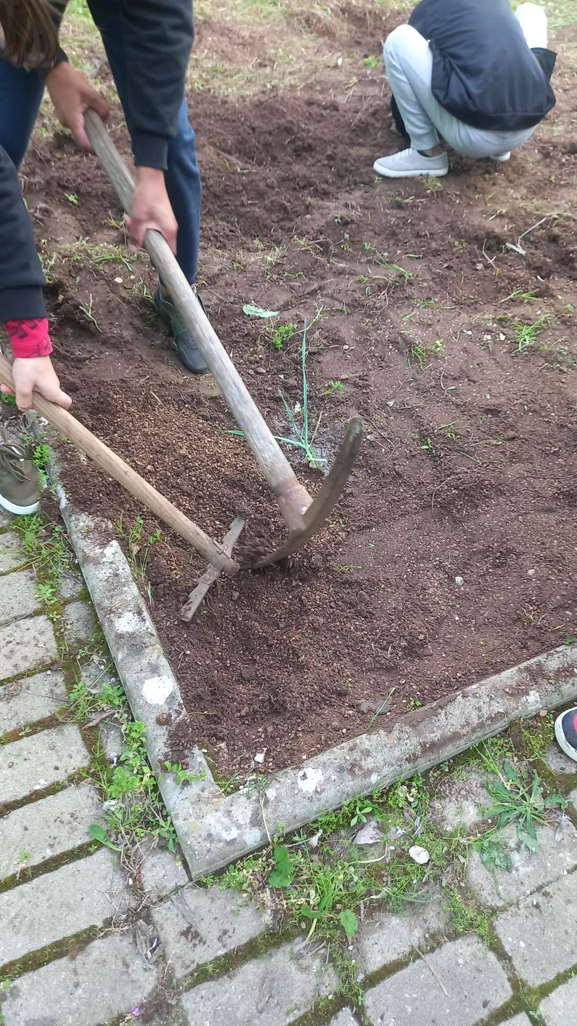 Início das plantações