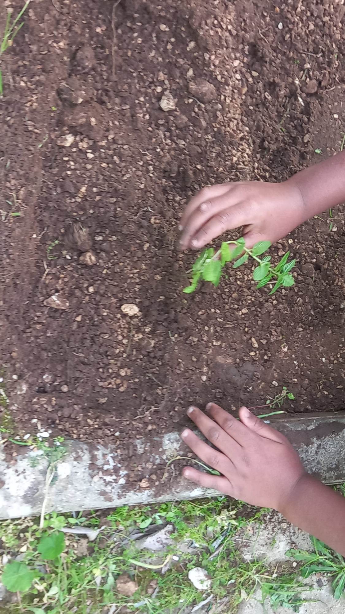 Início das plantações