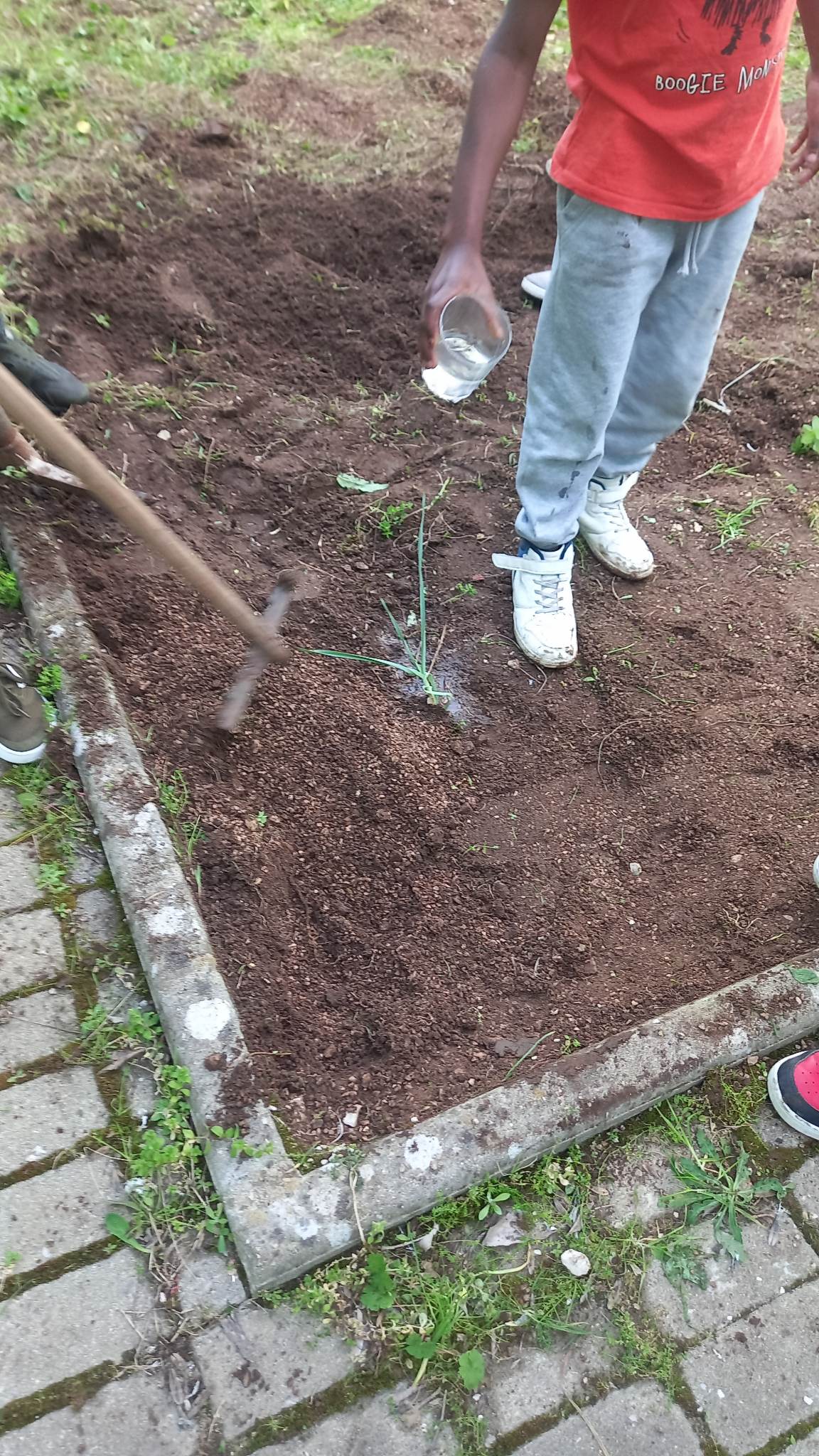 Plantas regadas