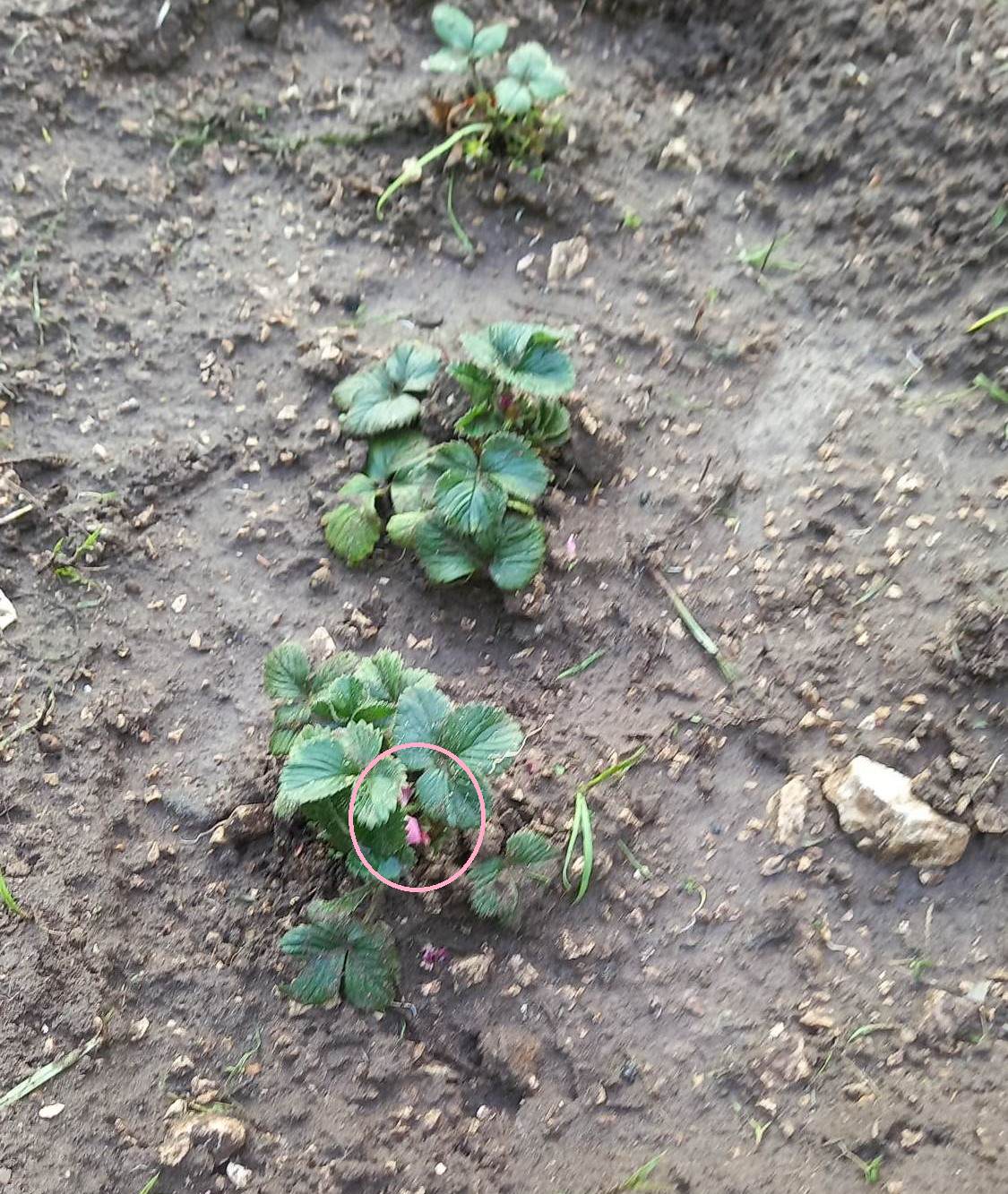 A primeira flor da horta