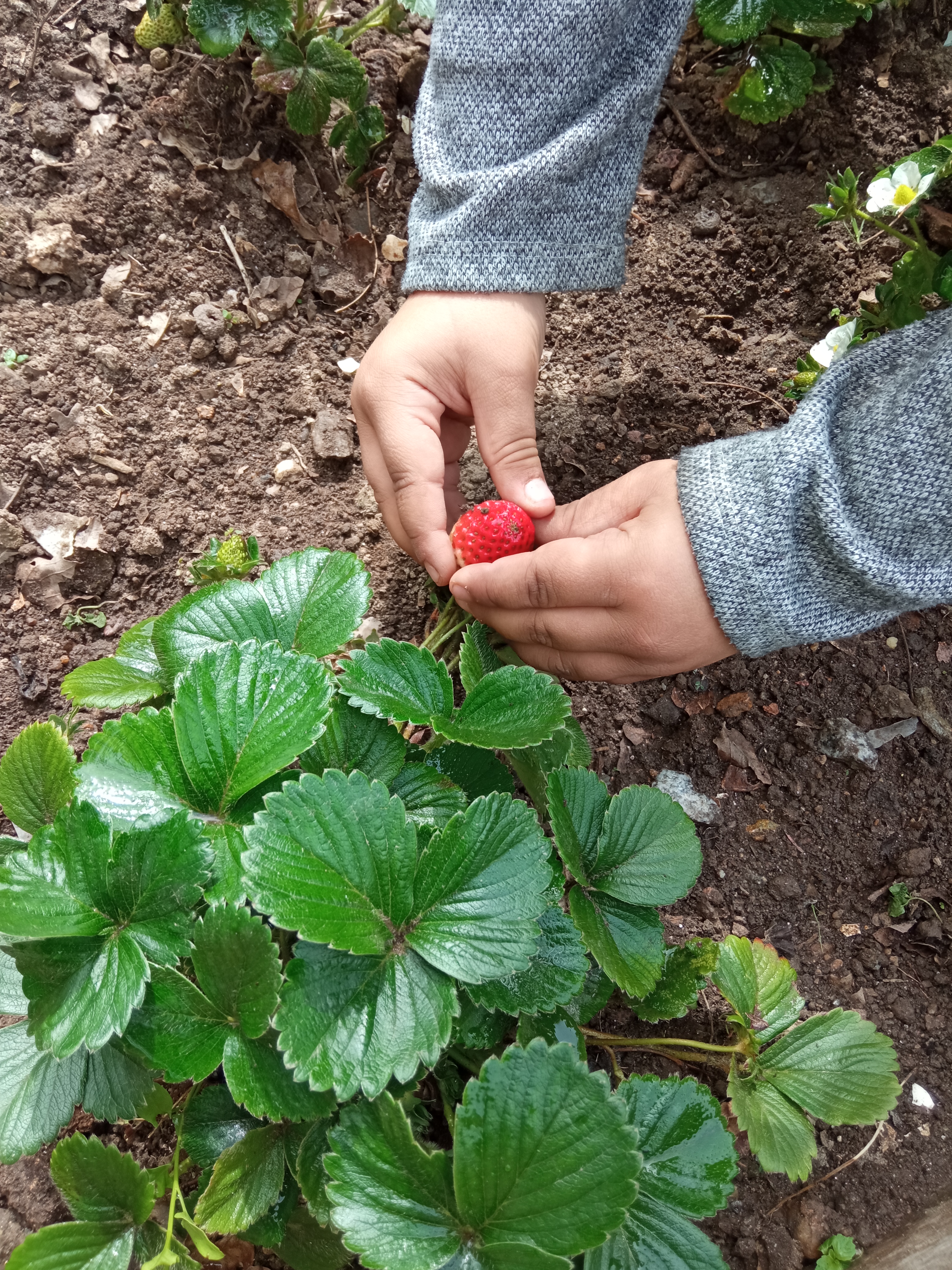 Colheita do primeiro morango
Em abril, começam a surgir os primeiros morangos.