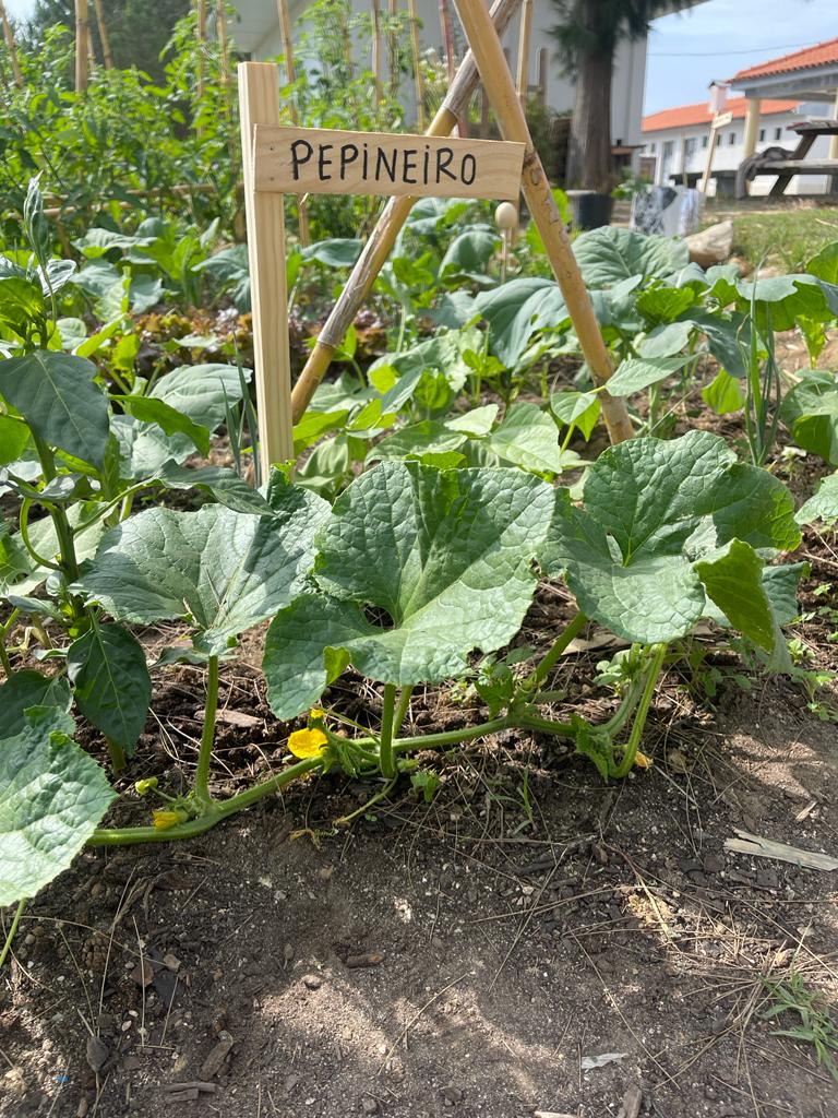 Pepineiros em floração!