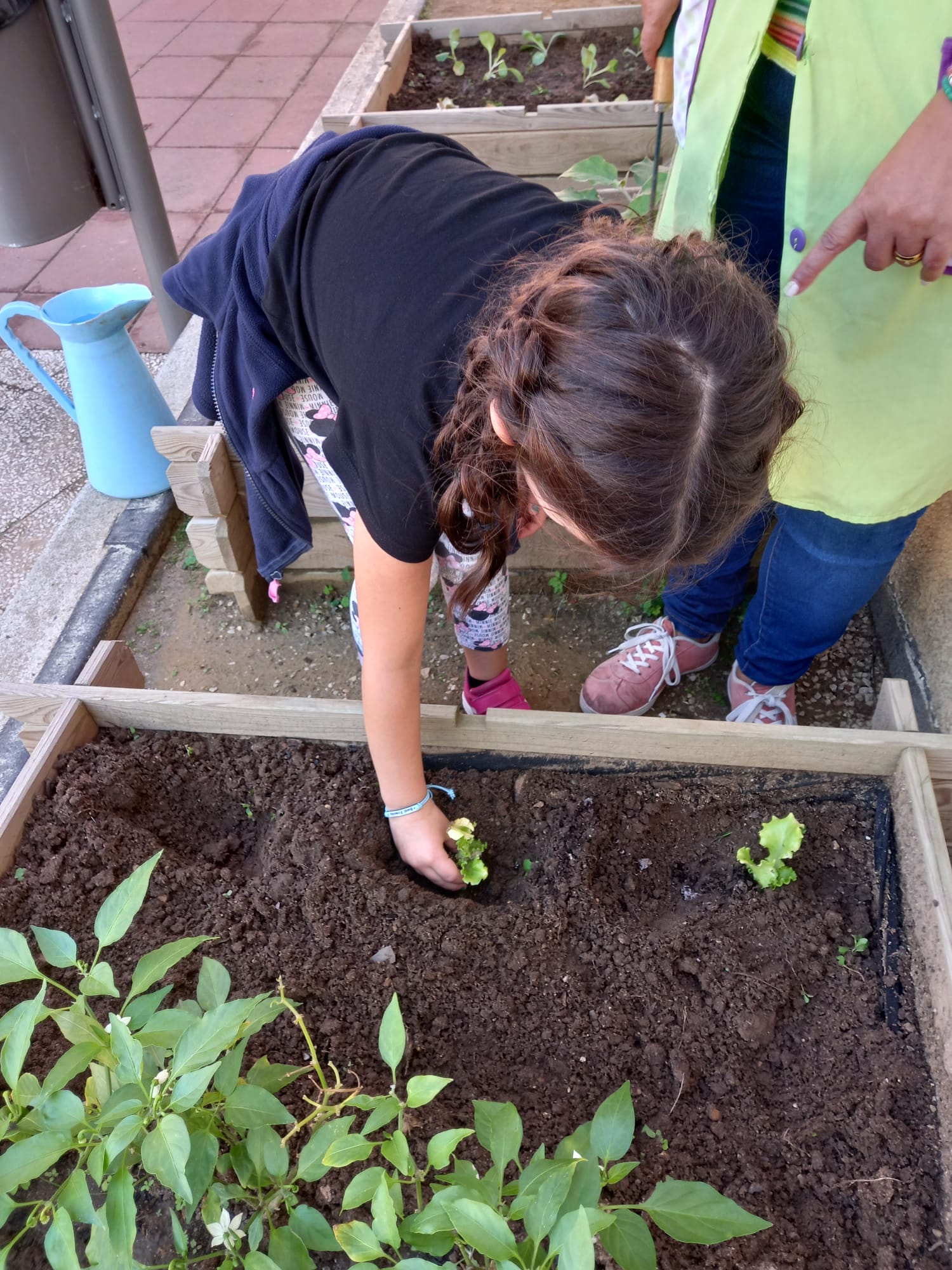 Aluna a plantar alfaces verdes.