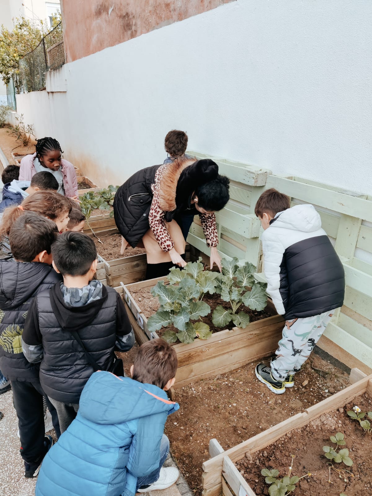 Alunos e professora junto de couves.