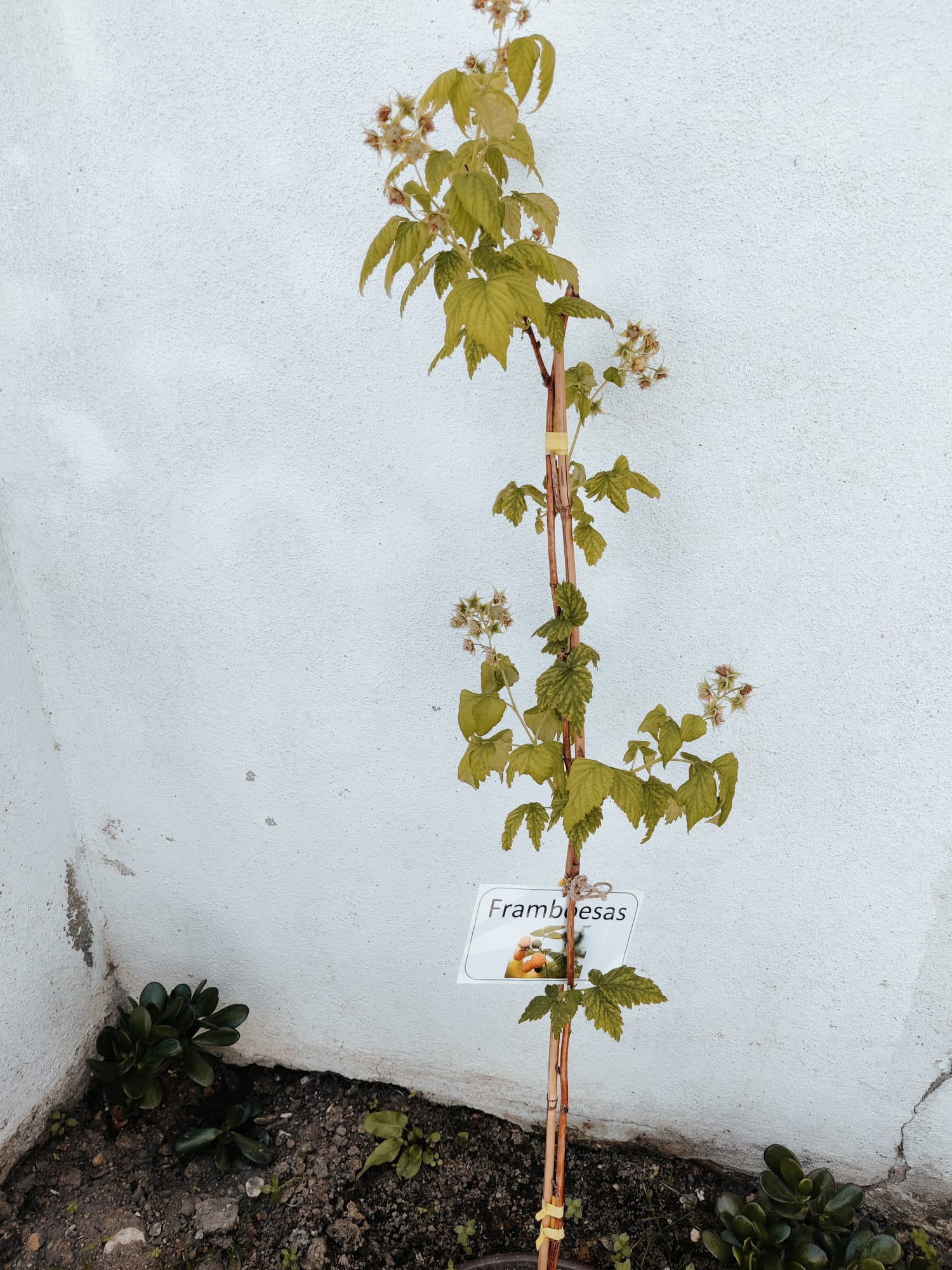 Framboeseira.
