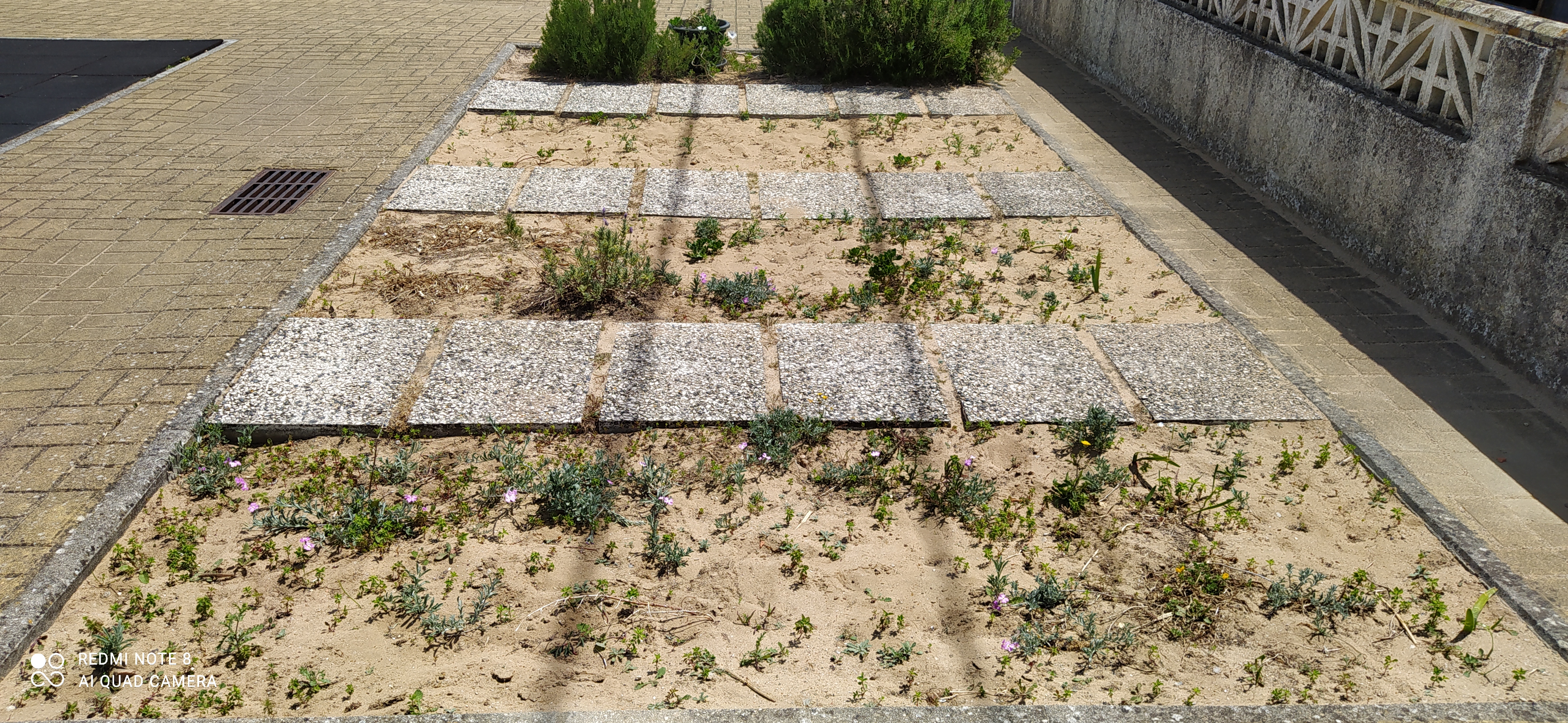 Já temos os nossos canteiros de ervas aromáticas. Resta-nos preparar o solo para acolher umas belas plantinhas.