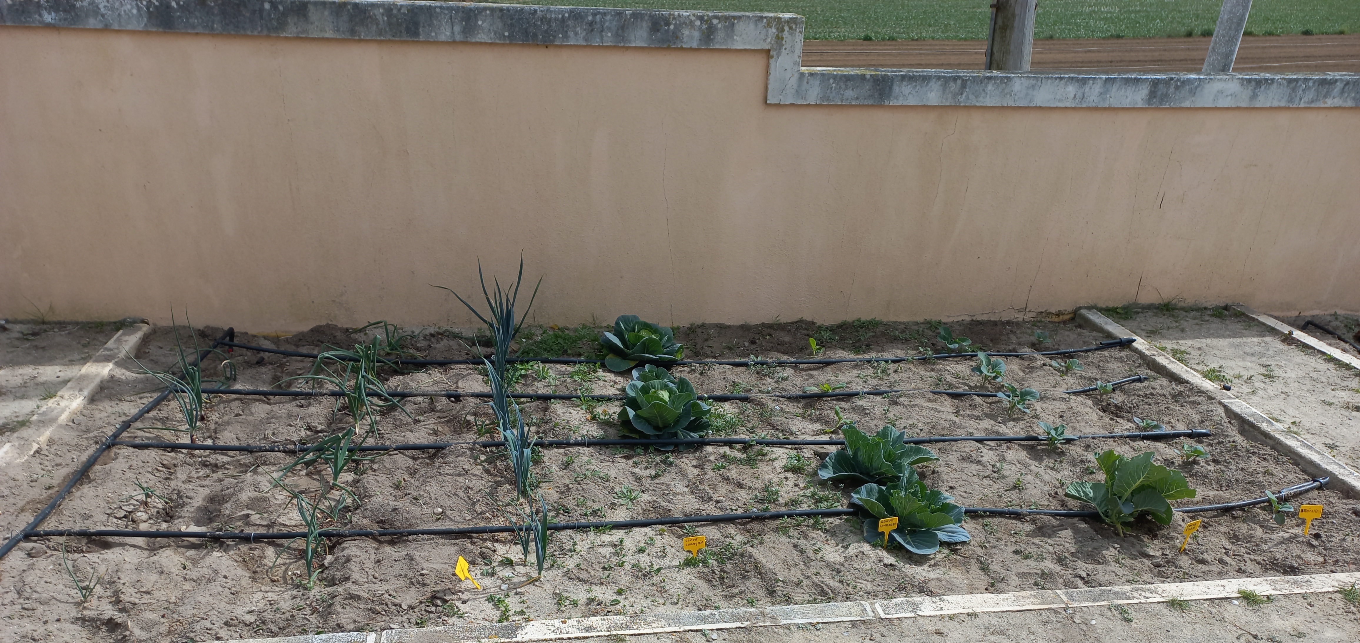 Canteiro com horticolas: couve coração, brocolos, alho francês . Sistema de rega gota a gota.