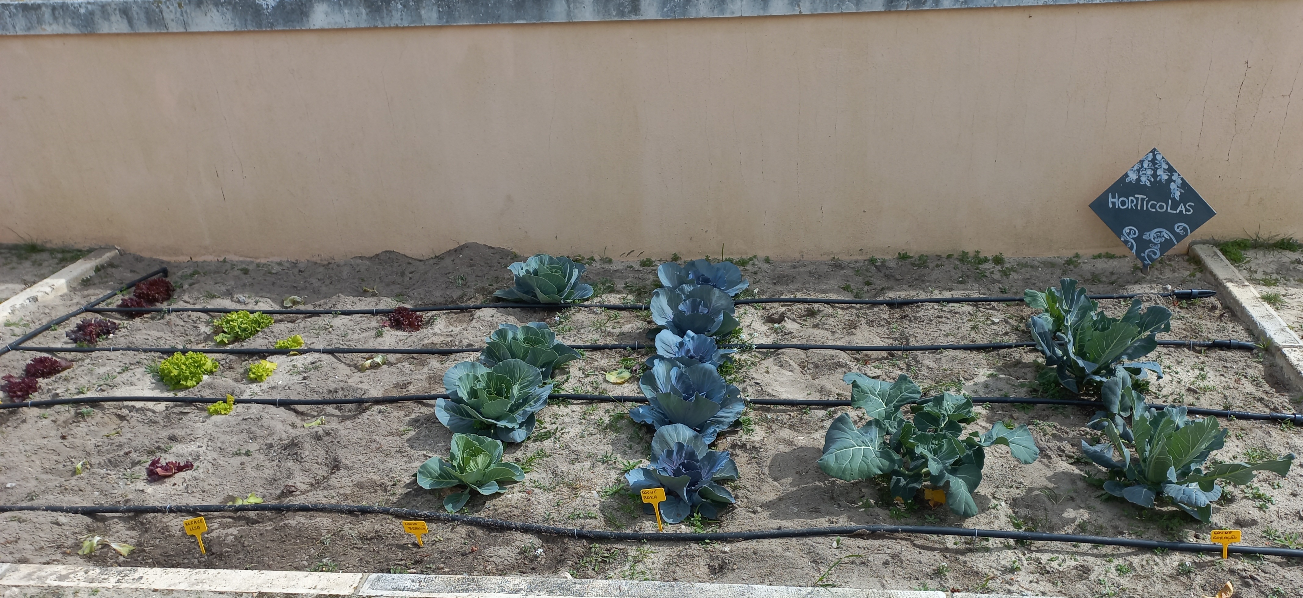 horticolas: couves roxas, couve coração, alface roxa, alface lisa.
Sistema de rega gota a gota.