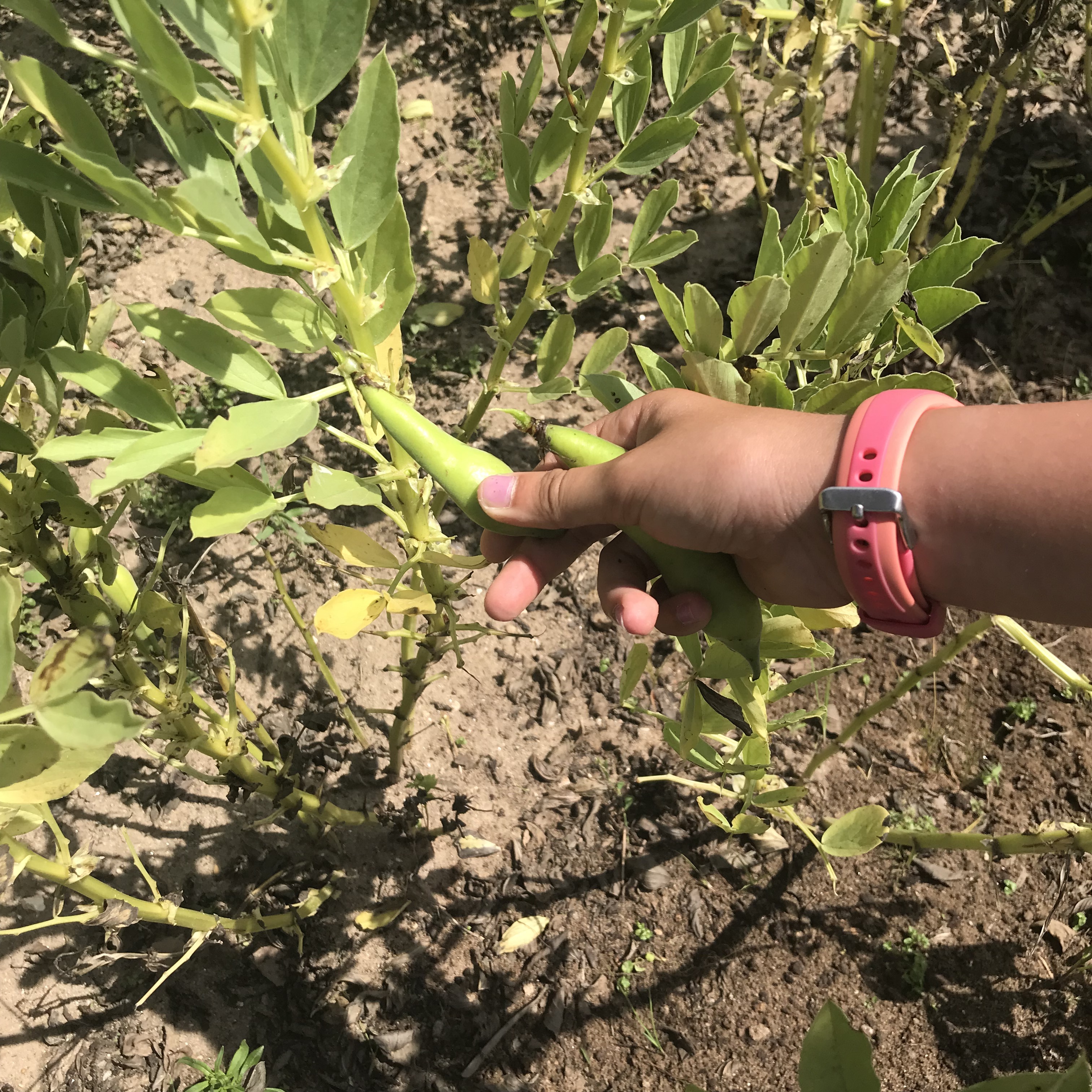 Finalmente, apanhamos as favas!