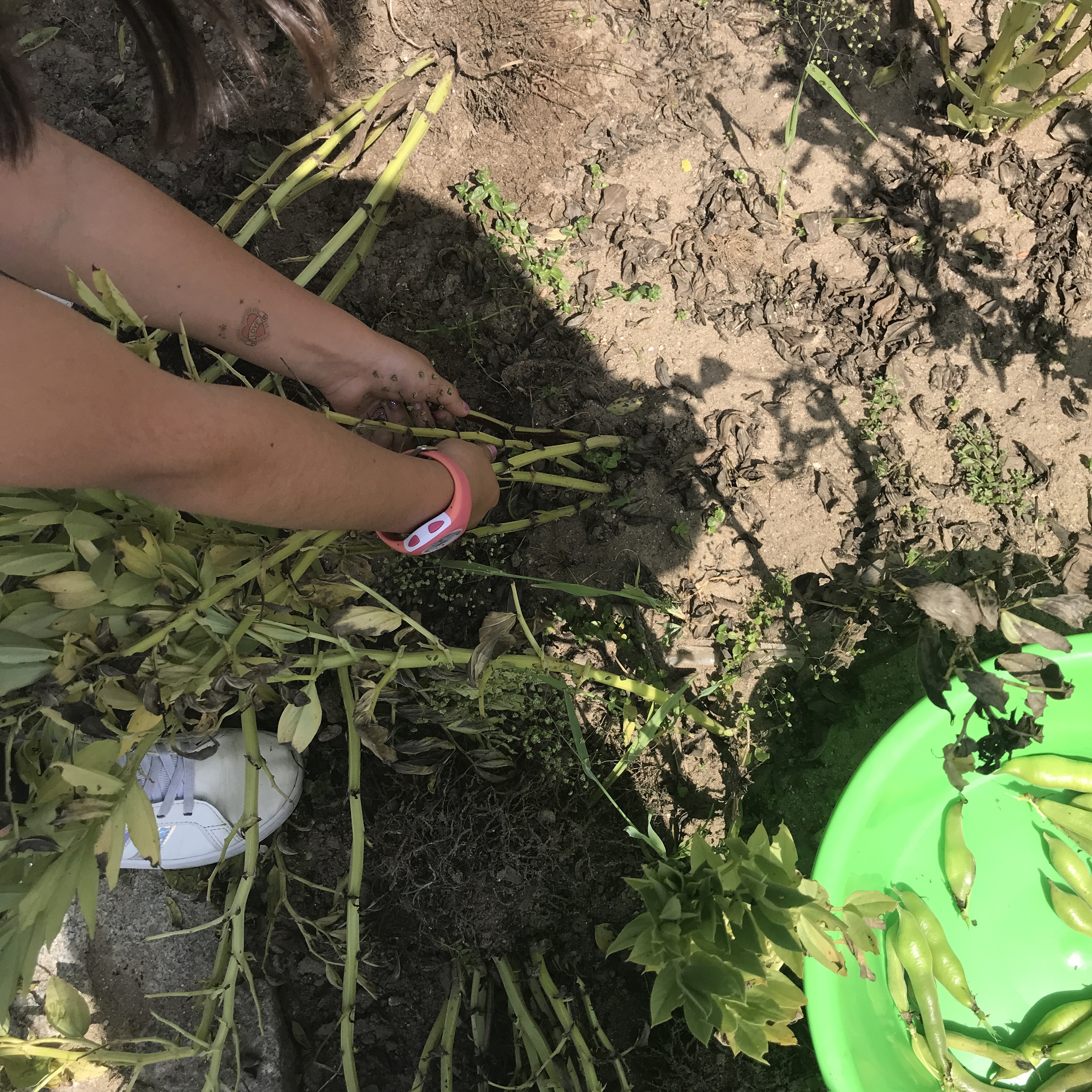 Limpeza do terreno, após a recolha das favas, afim de plantar tomateiros.