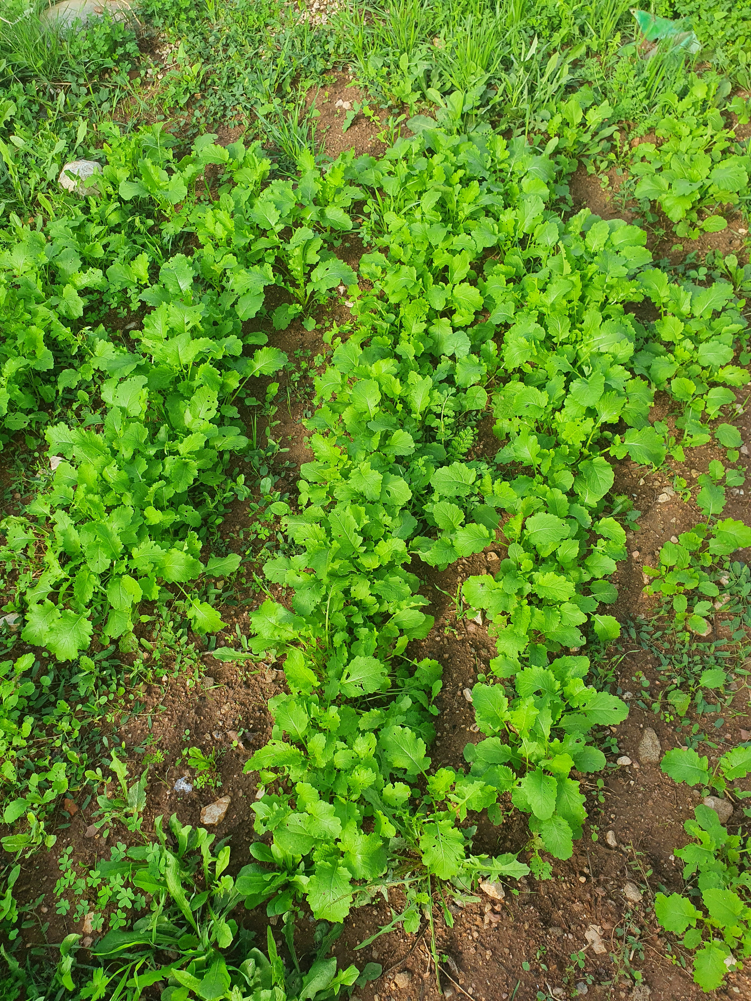 Plantação de nabiças