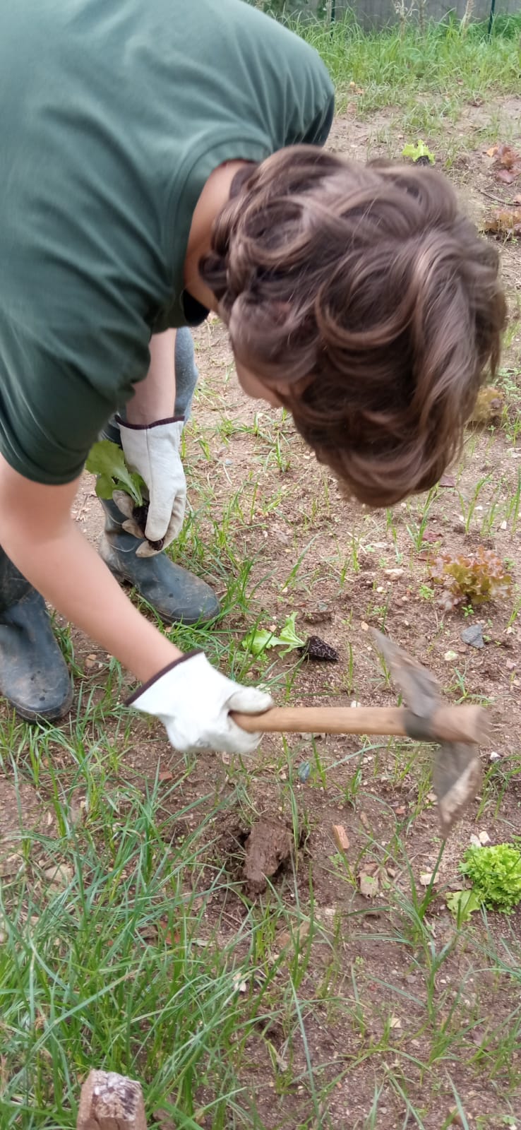 Plantação de alfaces