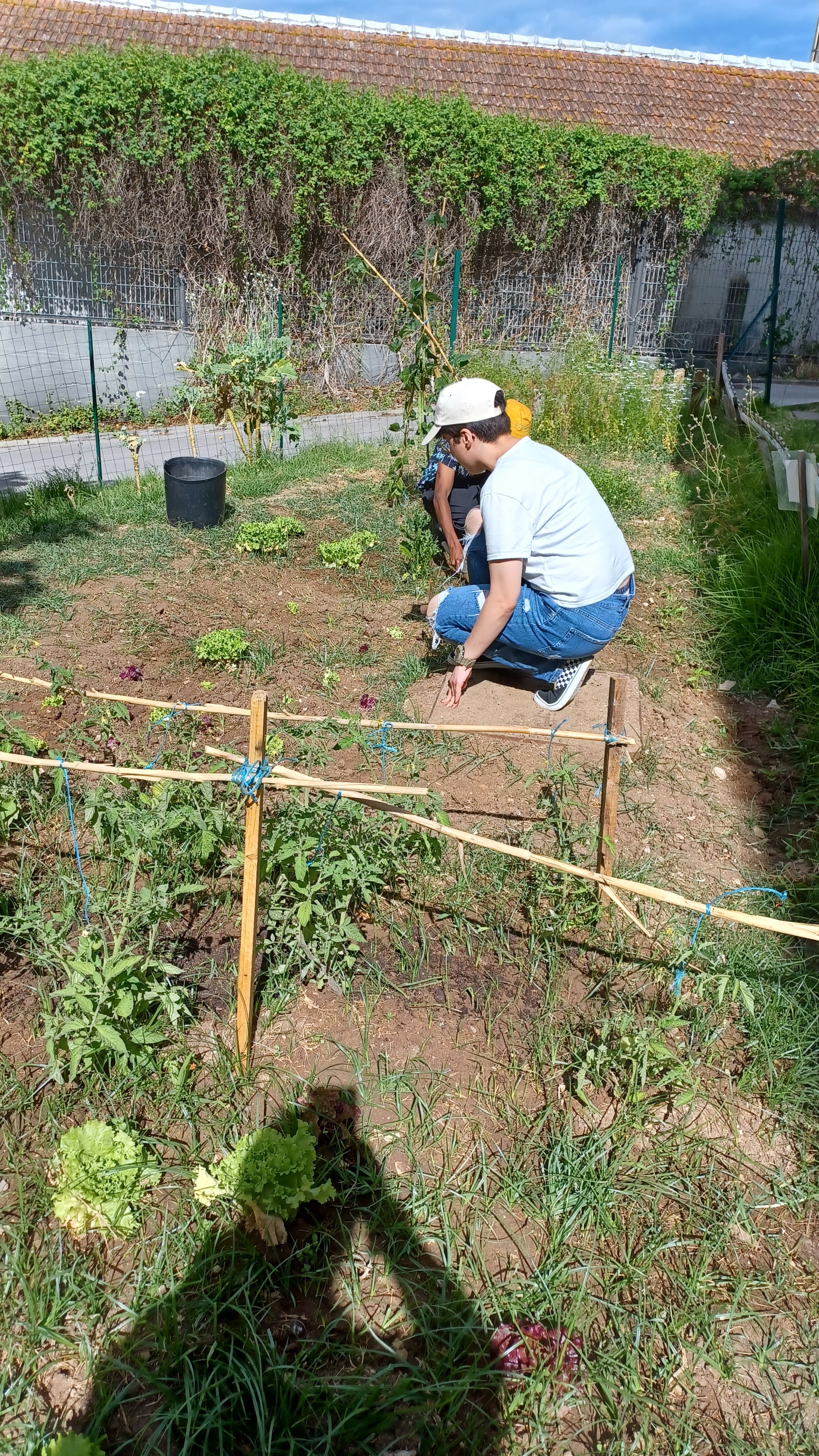 Nova plantação de alfaces