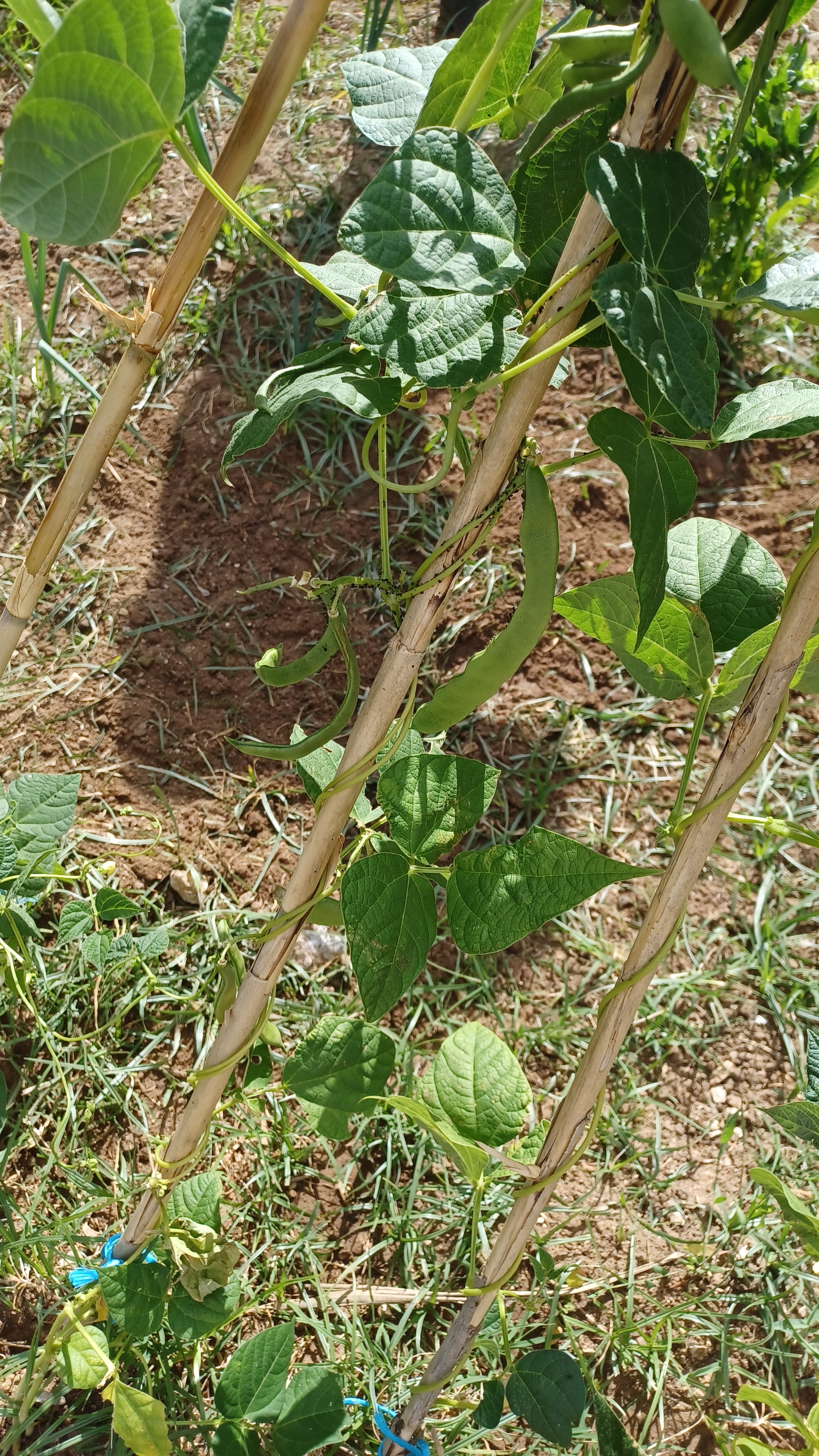 Feijão verde
