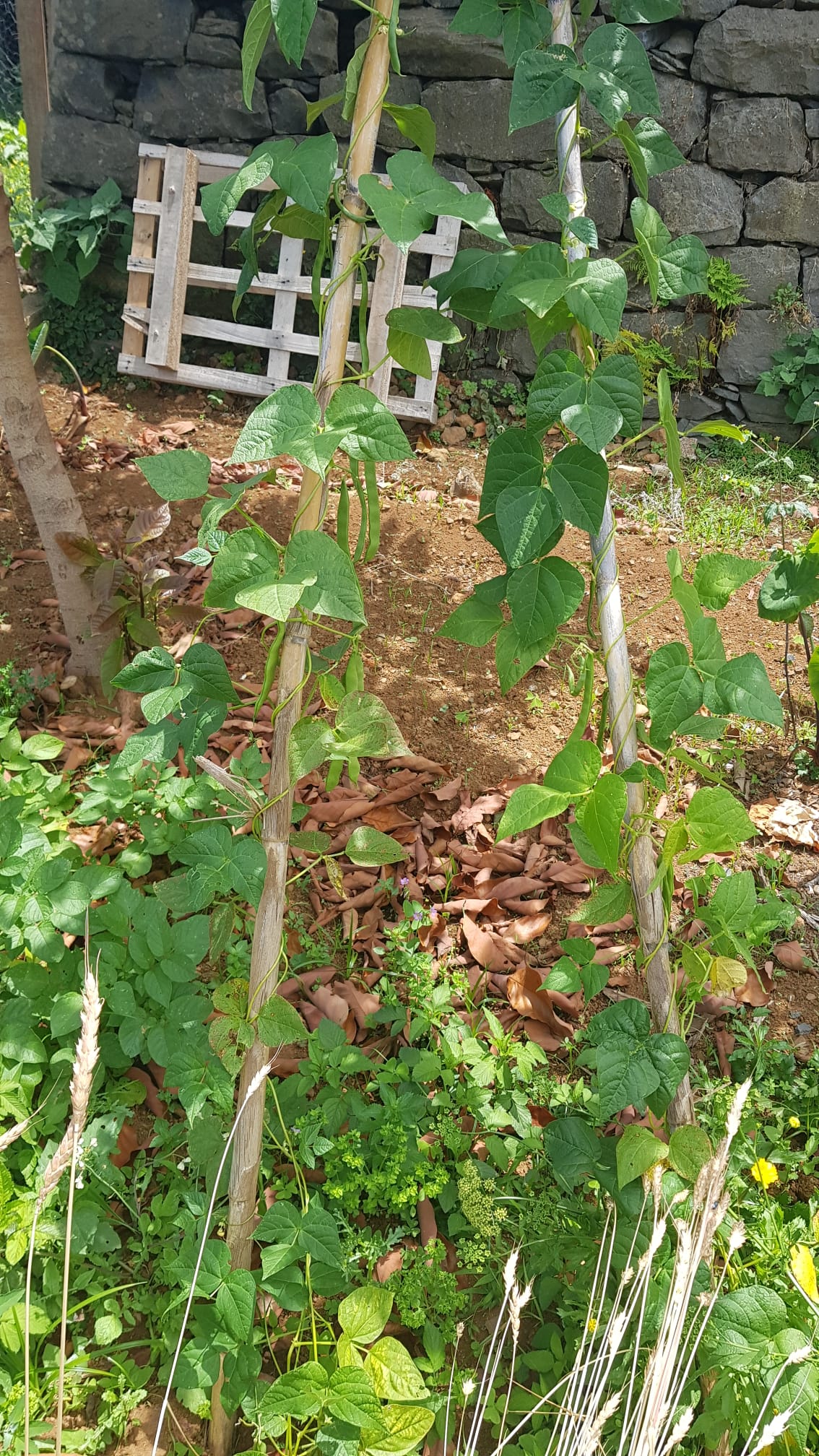O nosso lindo feijão verde.