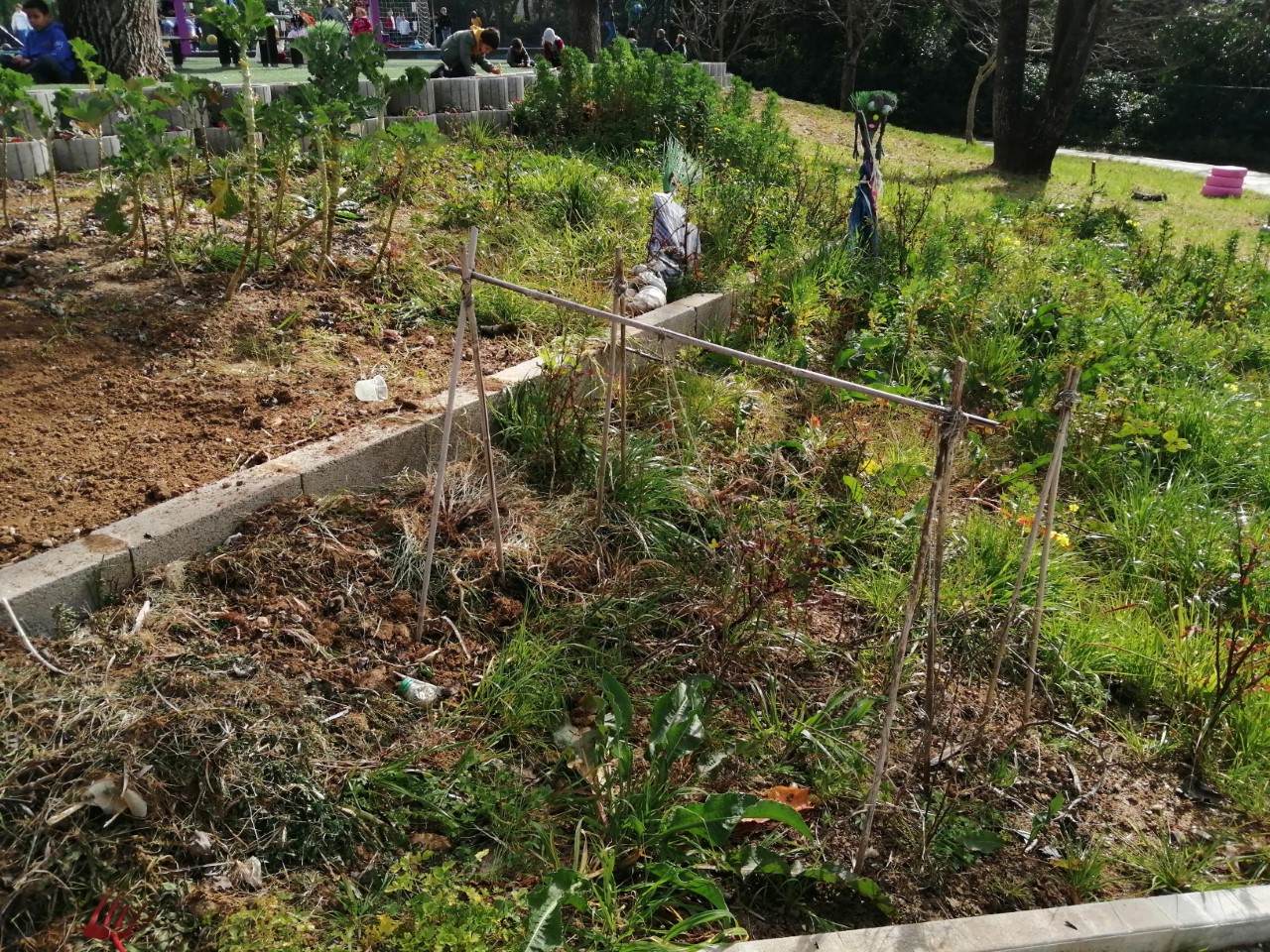 Horta , já com plantas