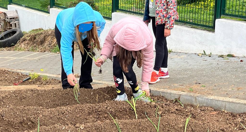 4º ano a plantar cebola