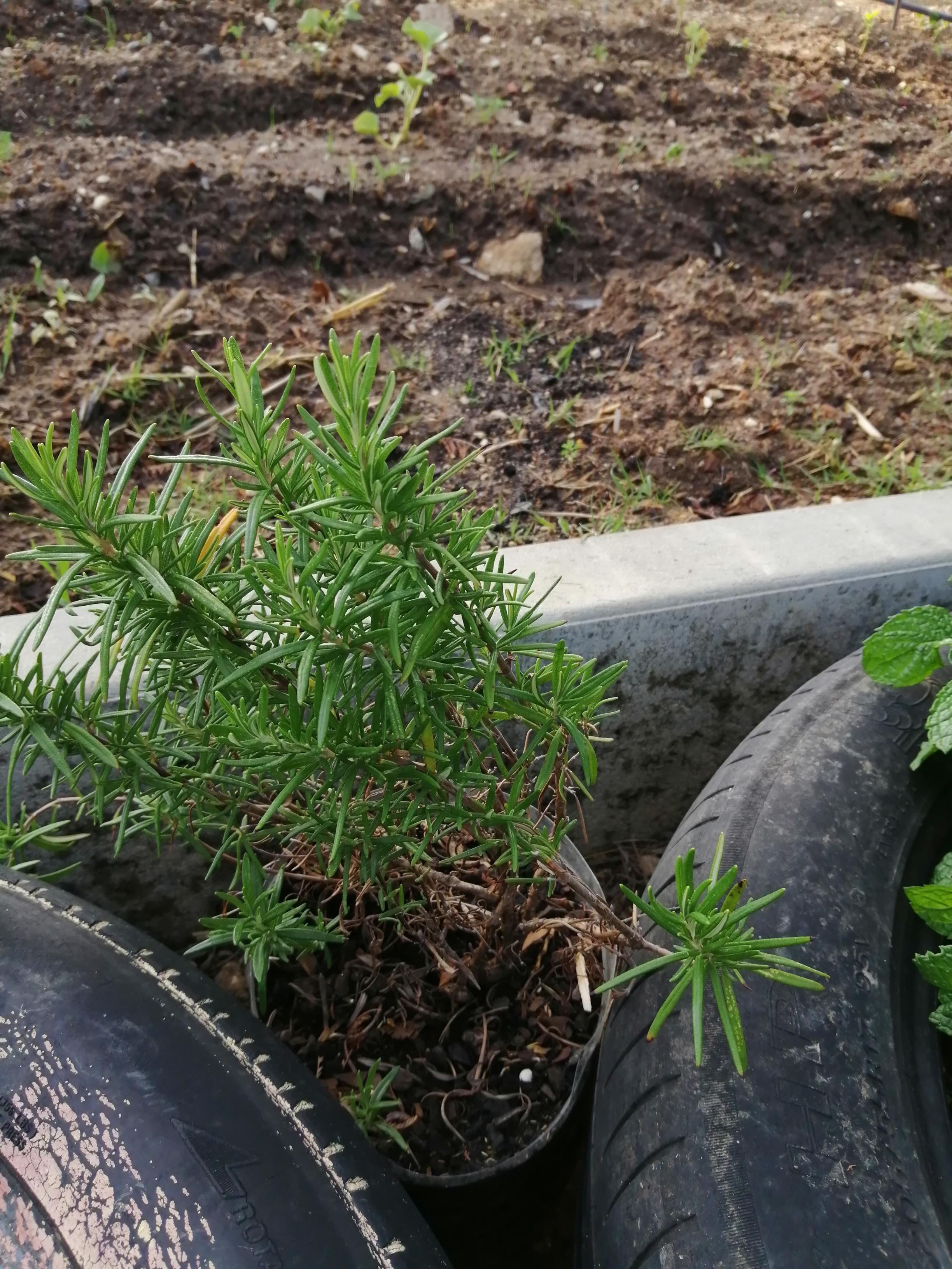 Plantação de alecrim, em maio