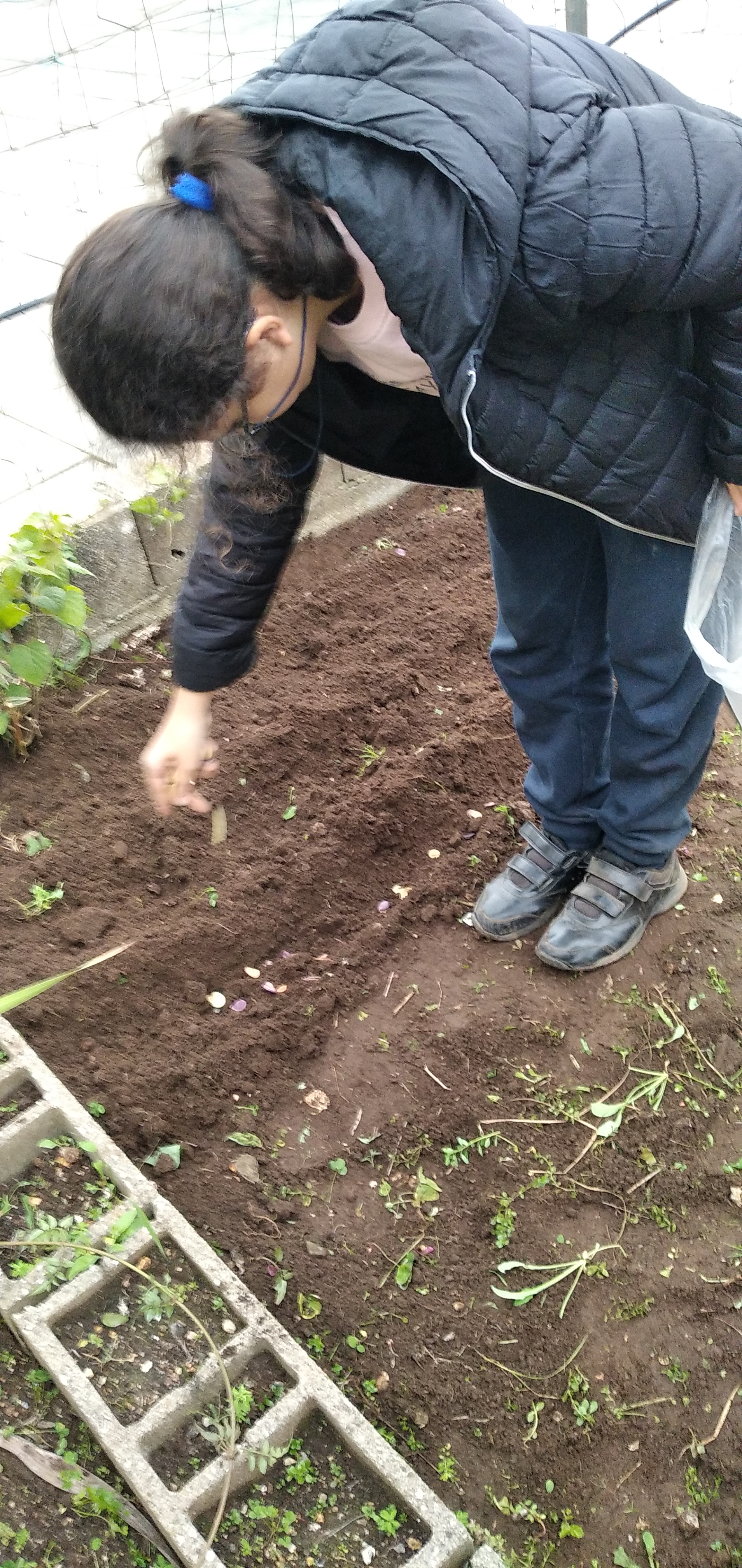 Semeação de sementes de favas num canteiro da horta exterior.