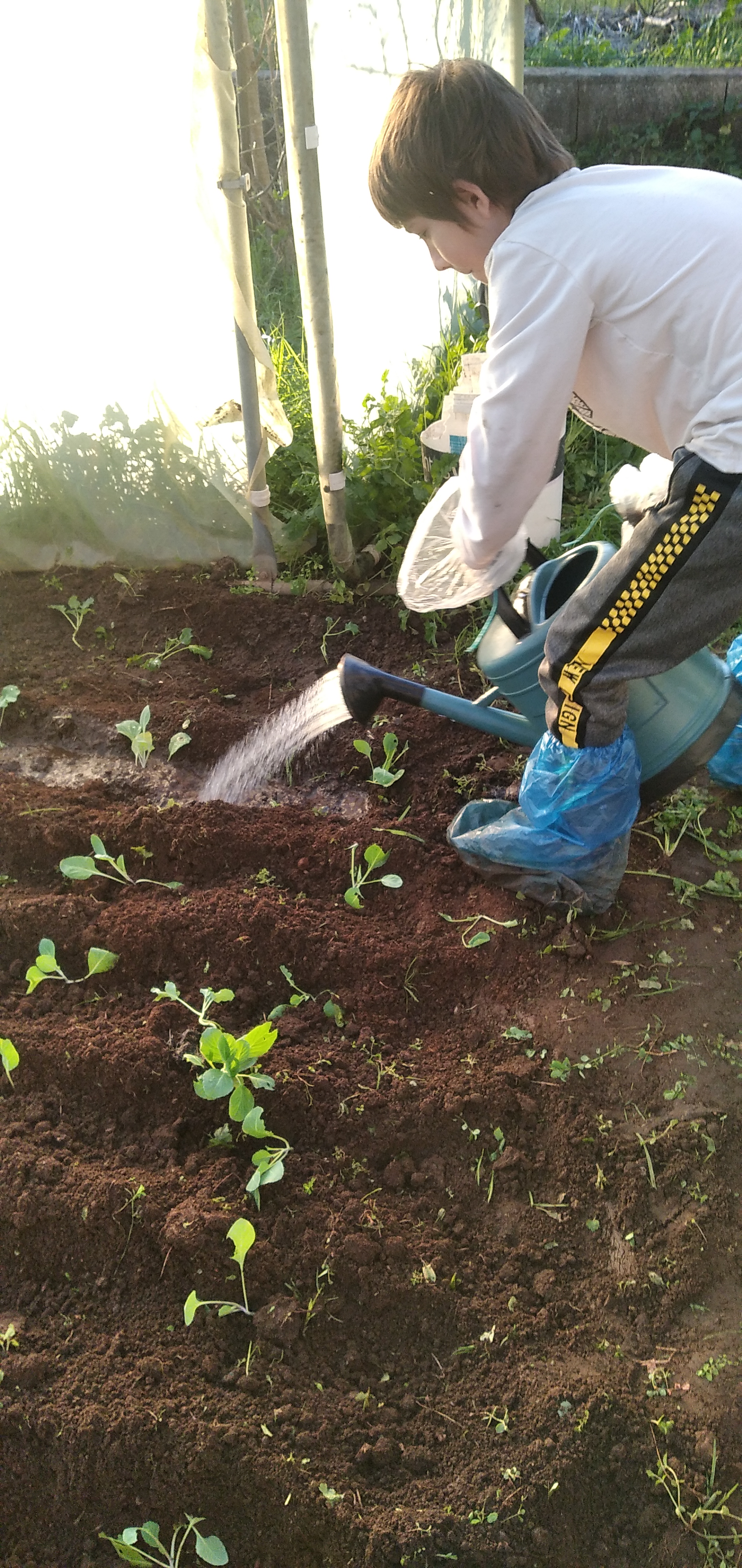 Rega com as águas da chuva recolhidas no depósito, após a plantação de vários tipos de couves na estufa; couve coração, repolho e bróculos.
