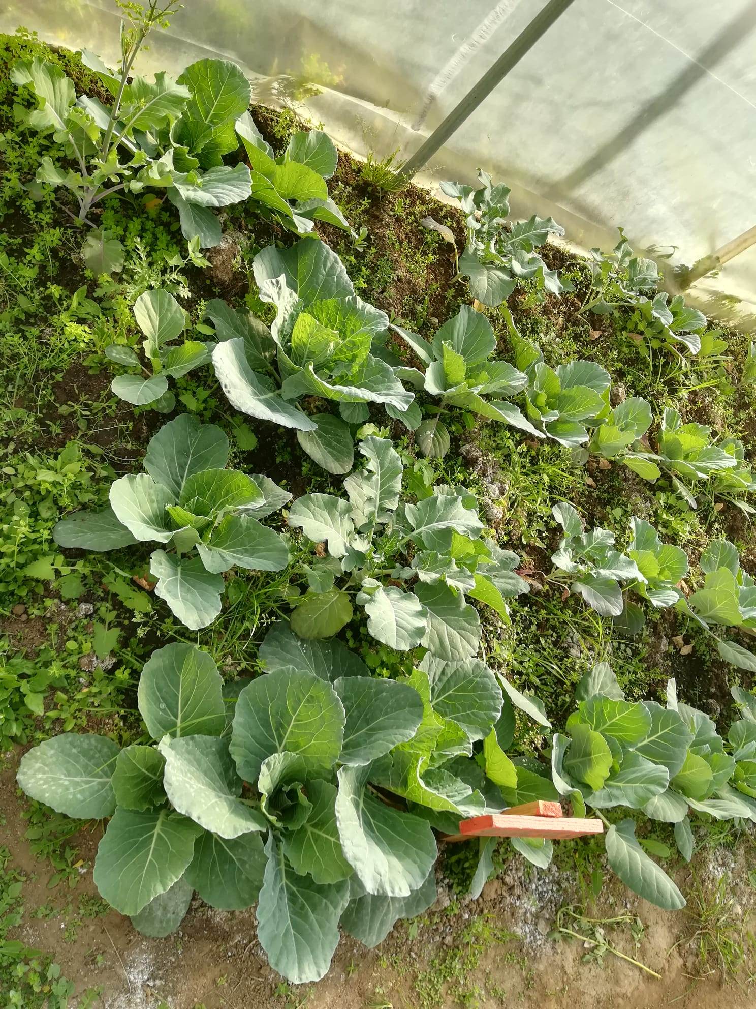 Desenvolvimentos das couves coração, repolho e bróculos plantados no 1º semestre, no interior da estufa e respetivas placas de identificação dos produtos.