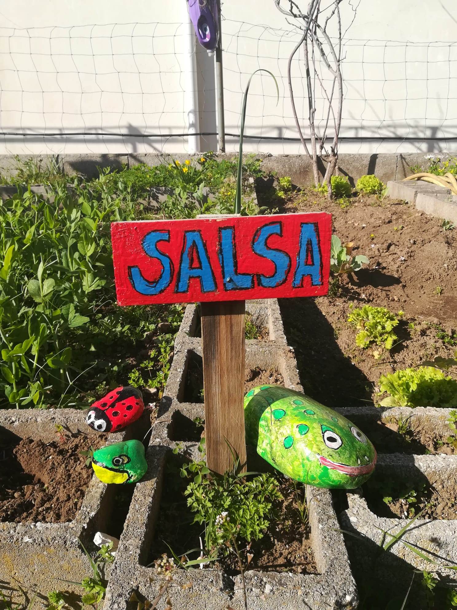 Desenvolvimento de ervilheiras com cerca de 80 cm de altura ainda sem vagens. Desenvolvimento de alfaces, salsa e respetiva placa informativa. Também foram pintadas pedras alusivas a animais da horta, para adorno da mesma.