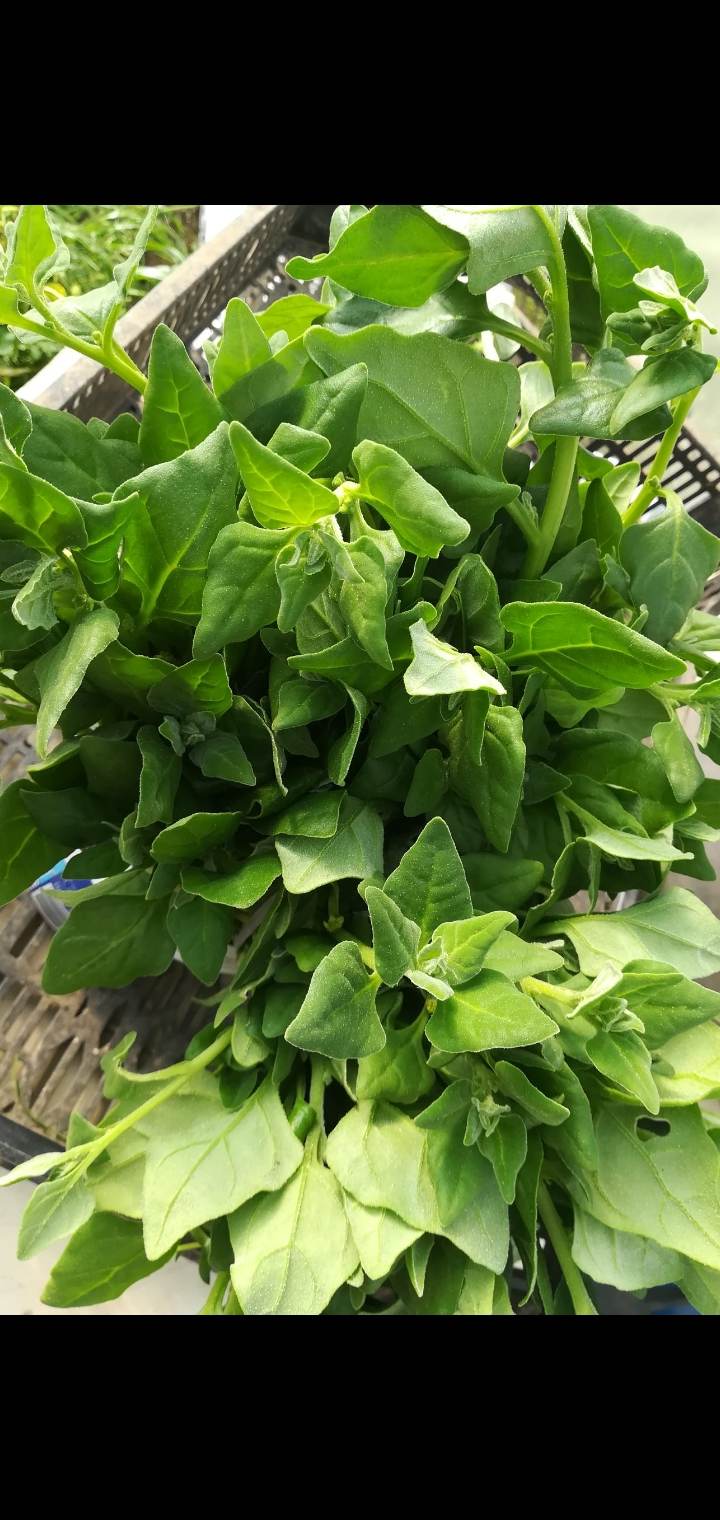 Recolha de espinafres para venda na comunidade escolar, que se desenvolveram de forma natural no interior da estufa a partir das sementes deixadas no ano letivo anterior.
