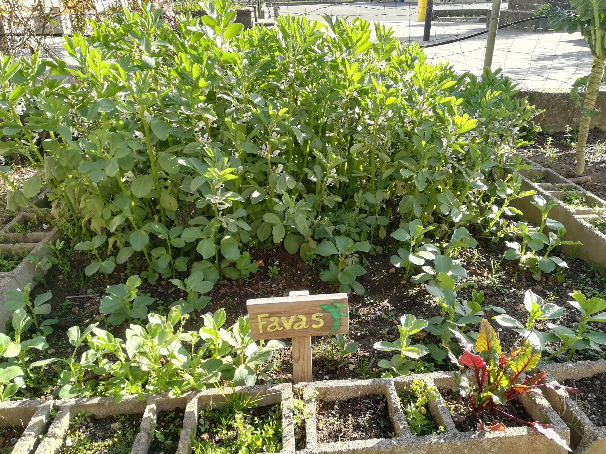 Faval em desenvolvimento com flor, entre 80-100 cm de altura. Ainda não desenvolveram vagens de favas.