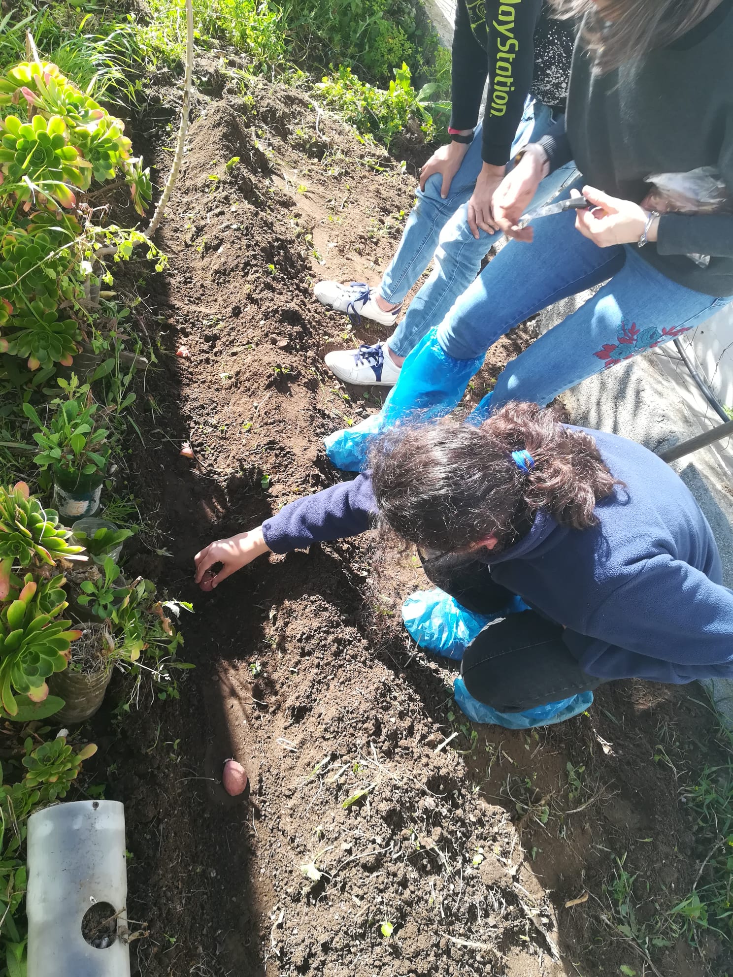 Plantação de batatas, usando composto biológico.